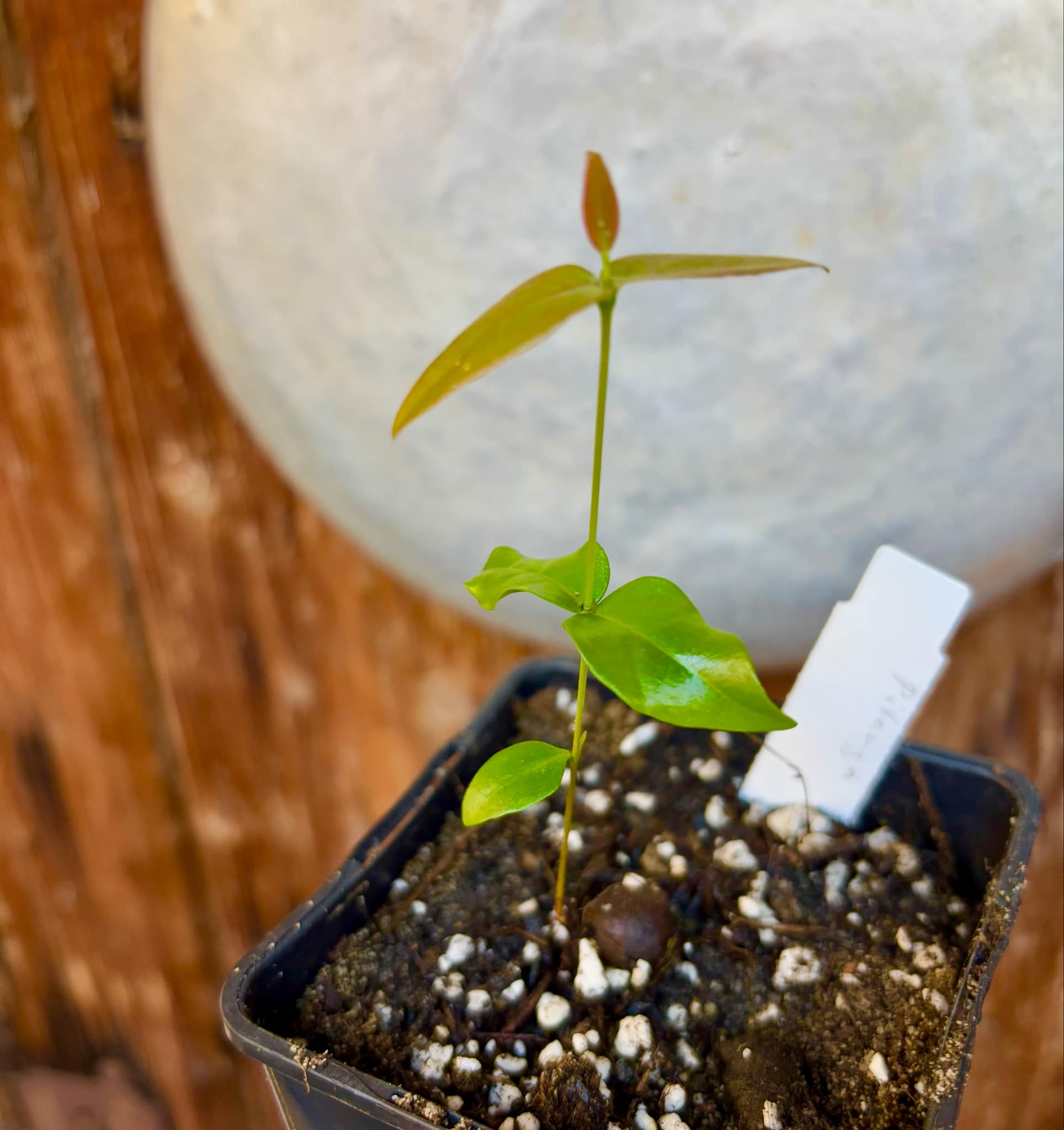 Eugenia uniflora var. Teneriffa  - 1 small potted seedling / 1 kleiner, getopfter Sämling