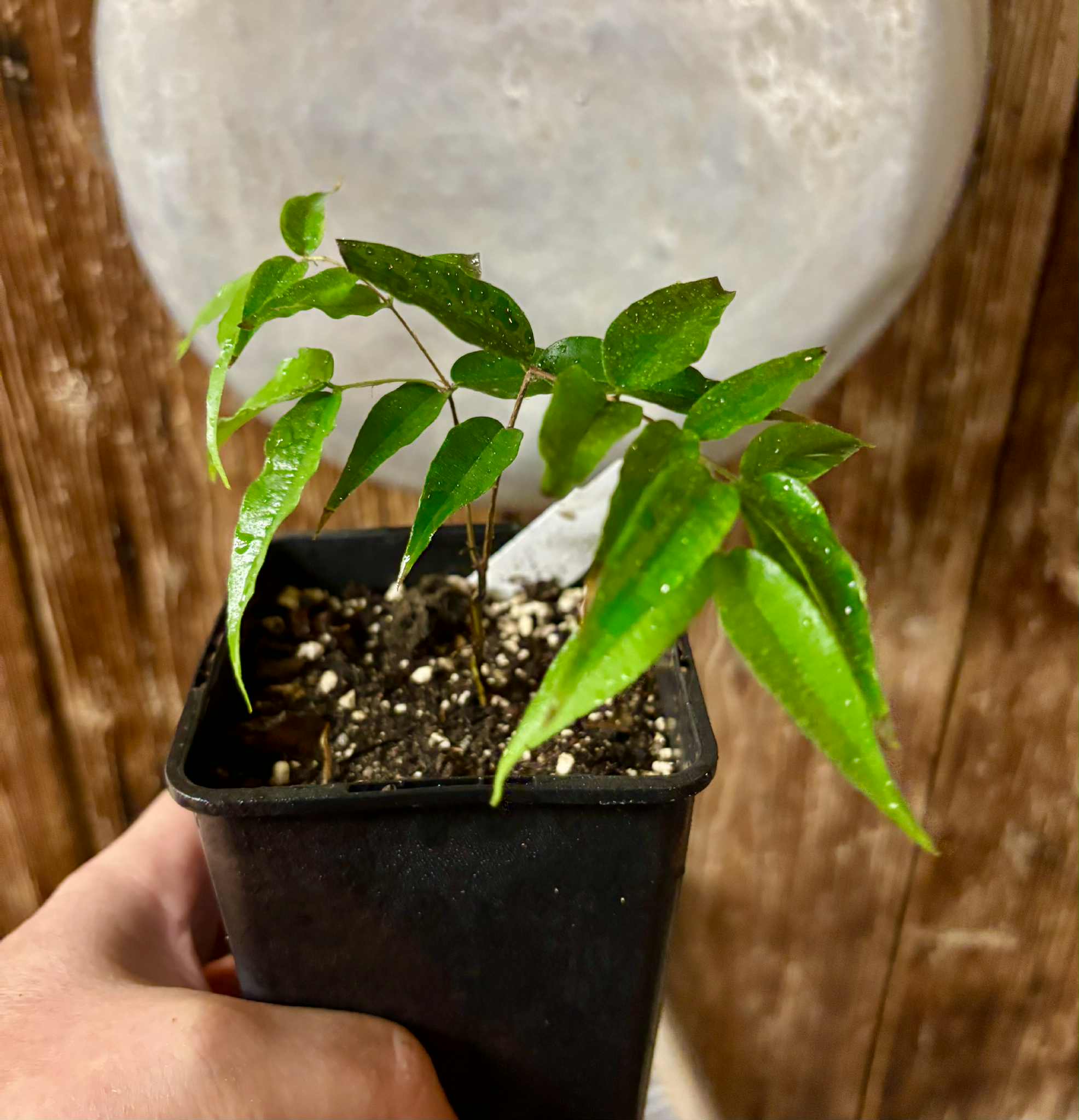 Plinia sp Cabo longo Sao Joao -  1 potted seedling / 1  getopfter Sämling