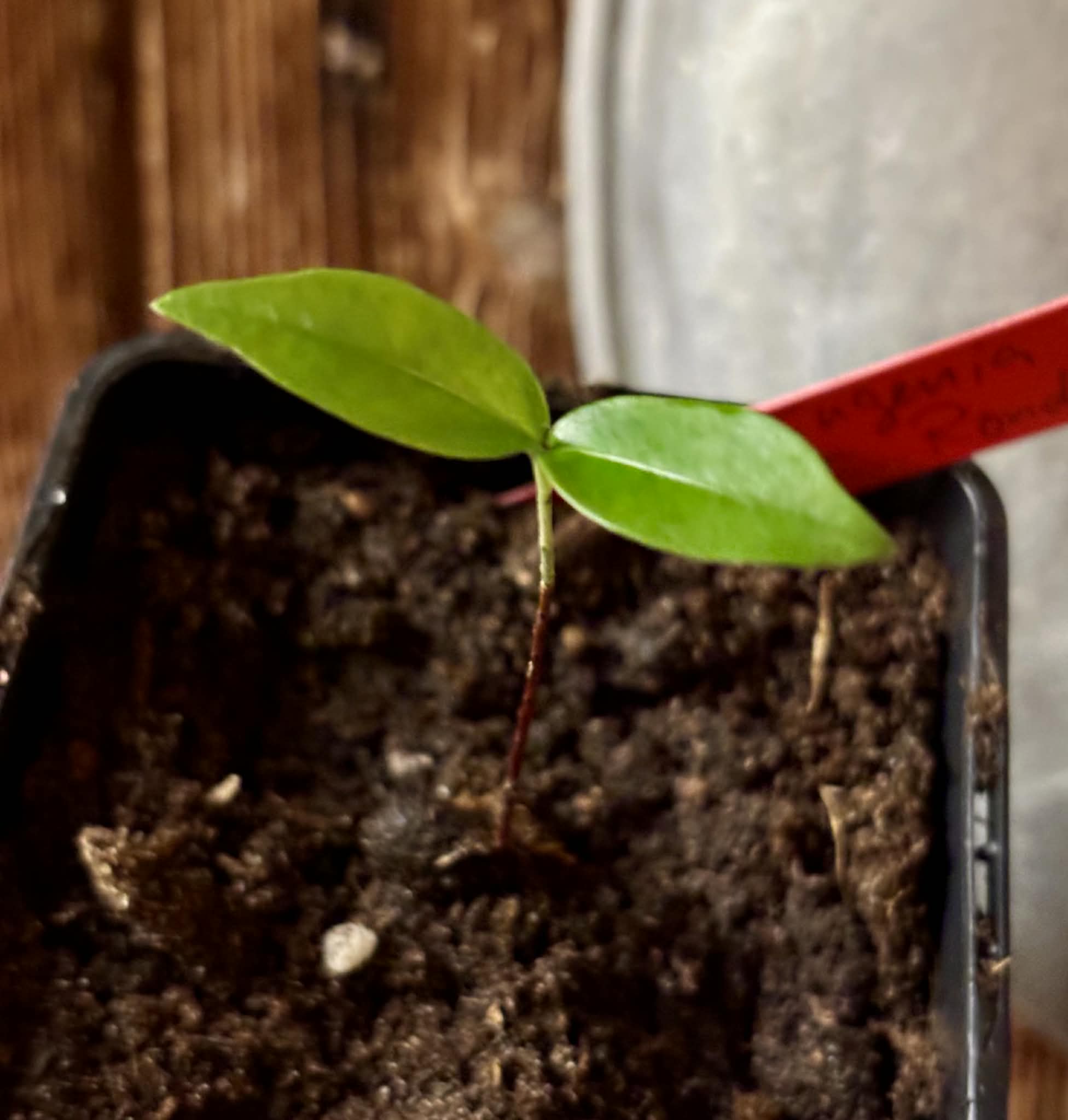 Eugenia sp cauliflor Rondonia - 1 potted seedling / 1 getopfter Sämling