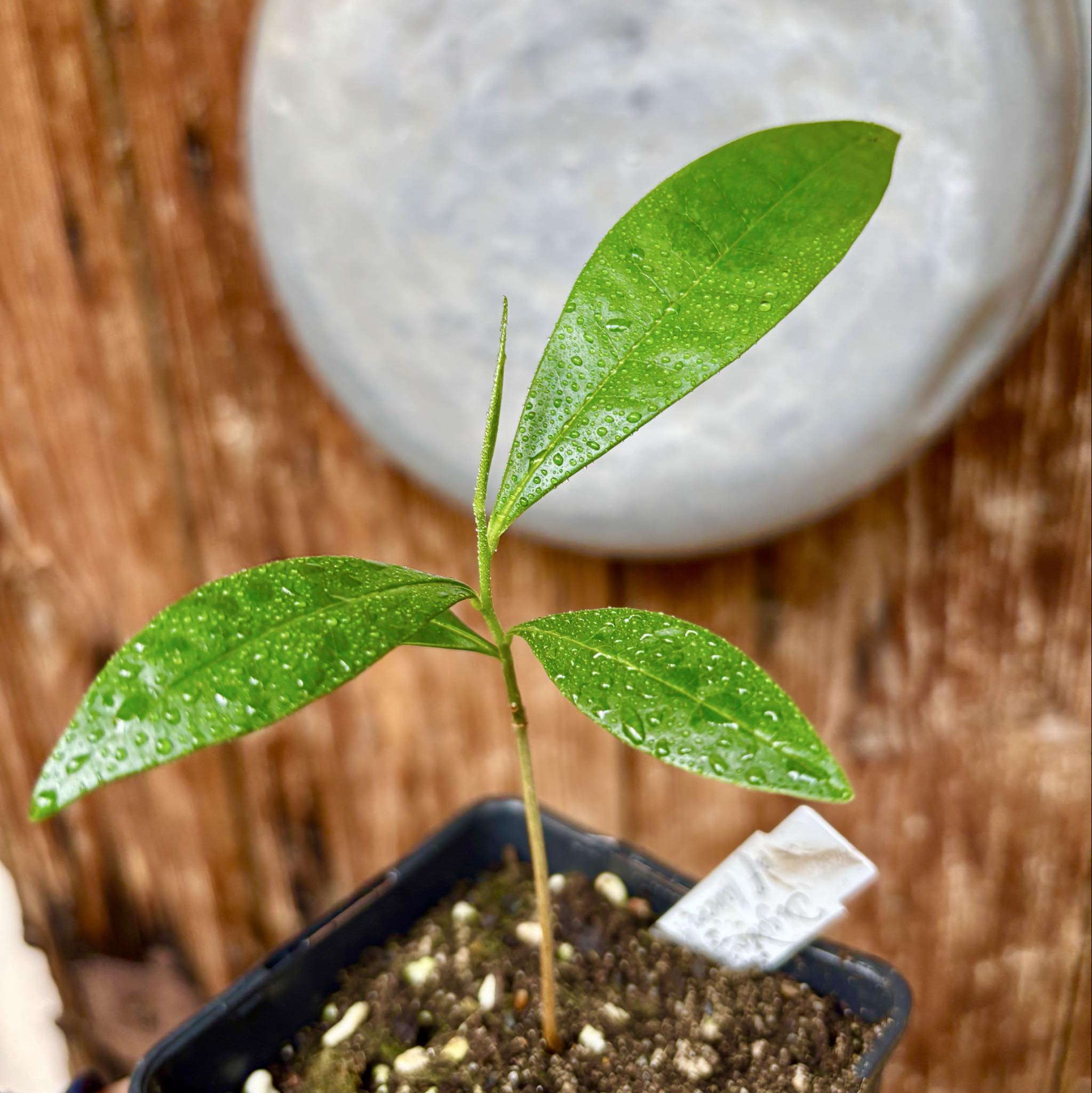Duguetia aff. lanceolata - Pindauva Roxa -   1 potted plant / 1 getopfte Pflanze 