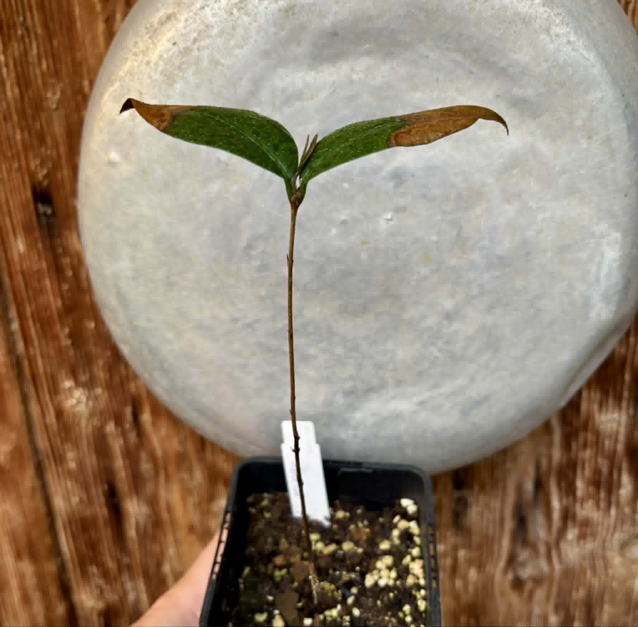 Eugenia sp Abacate -  1 potted seedling / 1 getopfter Sämling