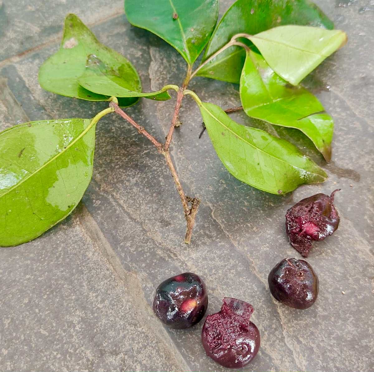 Eugenia cf flamingensis var. Folha miuda - 1 fresh seed / 1 frischer Samen