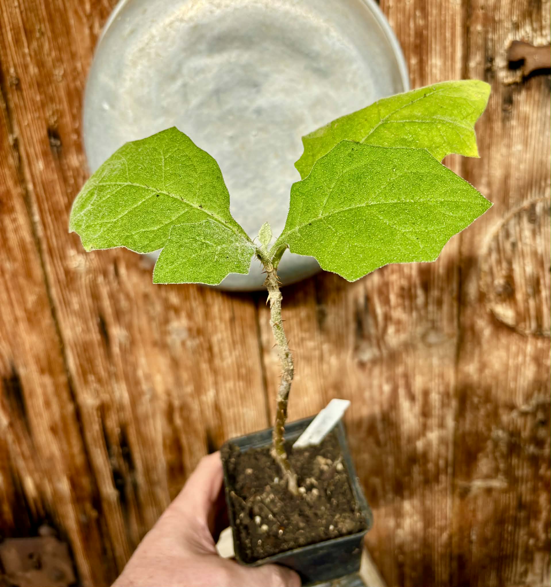 Juã-Açu - Solanum oocarpum - 1 potted plant / 1 getopfte Pflanze