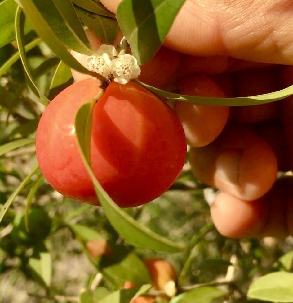 Myrciaria sp Pastora - 1 potted seedling / 1 getopfter Sämling
