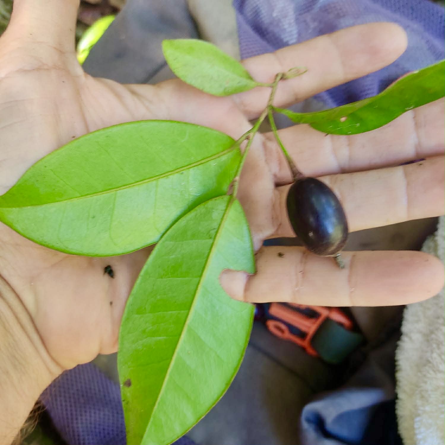 Pre Order - Chrysophyllum sp. Sabiá -  1 fresh seed / 1 frischer Samen