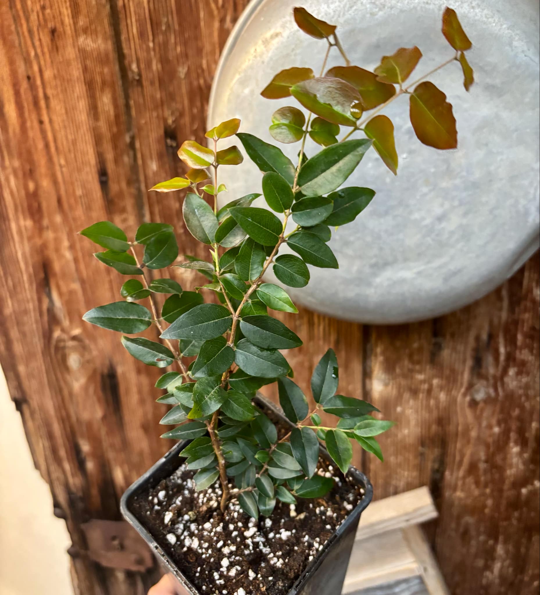 3 years old - Plinia sp Taiwan Tiger - 1 potted plant / 1 getopfte Pflanze