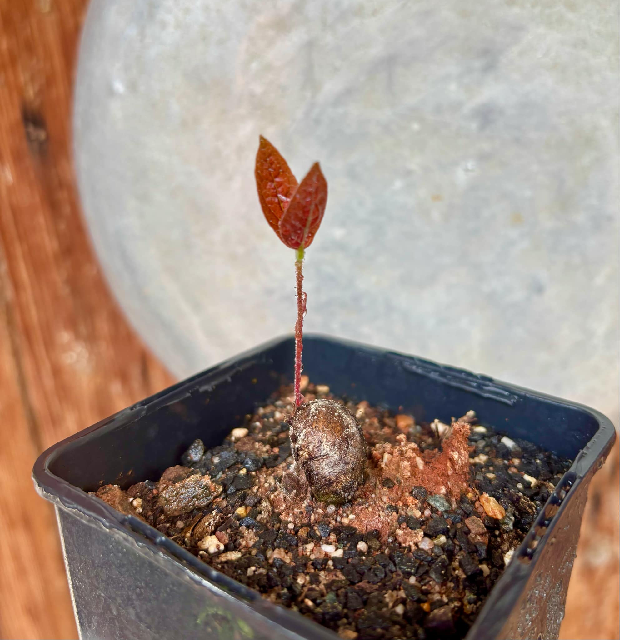 Eugenia campininha  -  1 potted plant / 1 getopfte Pflanze
