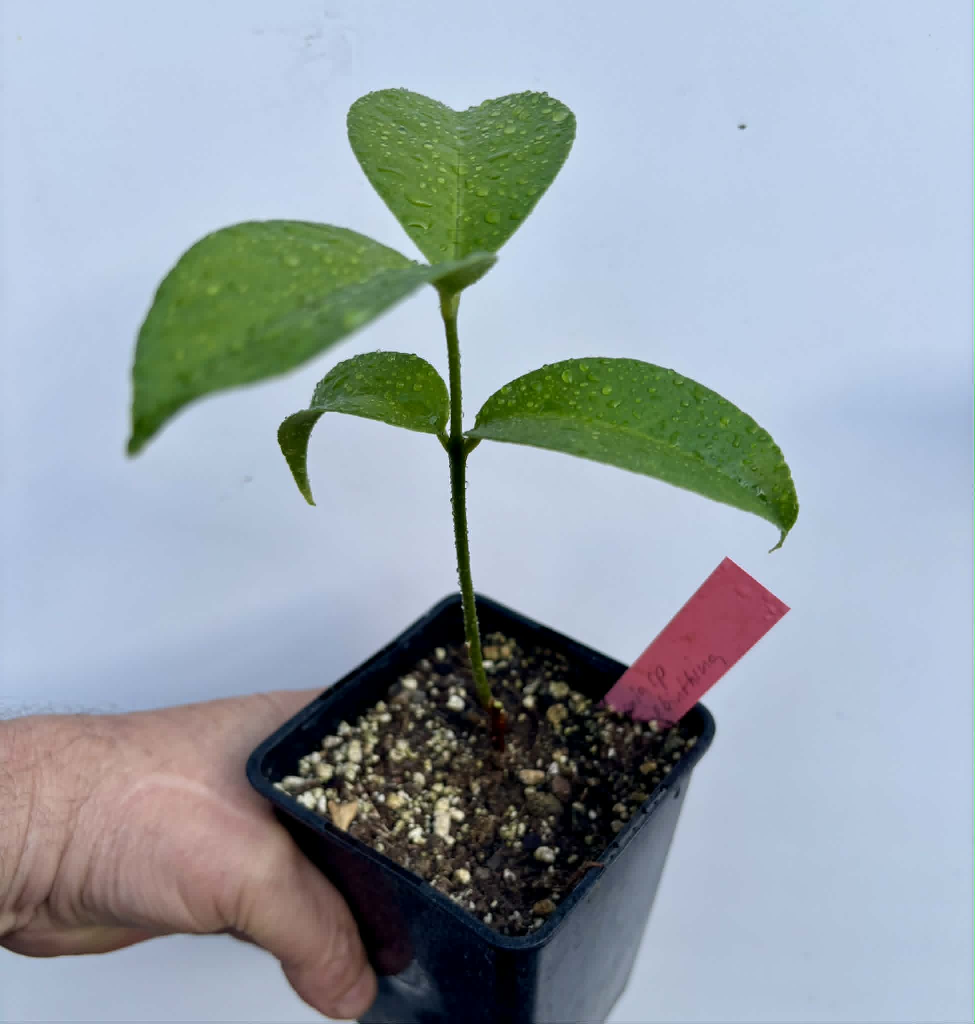 Eugenia sp Terebinthina - 1 potted seedling / 1 getopfter Sämling