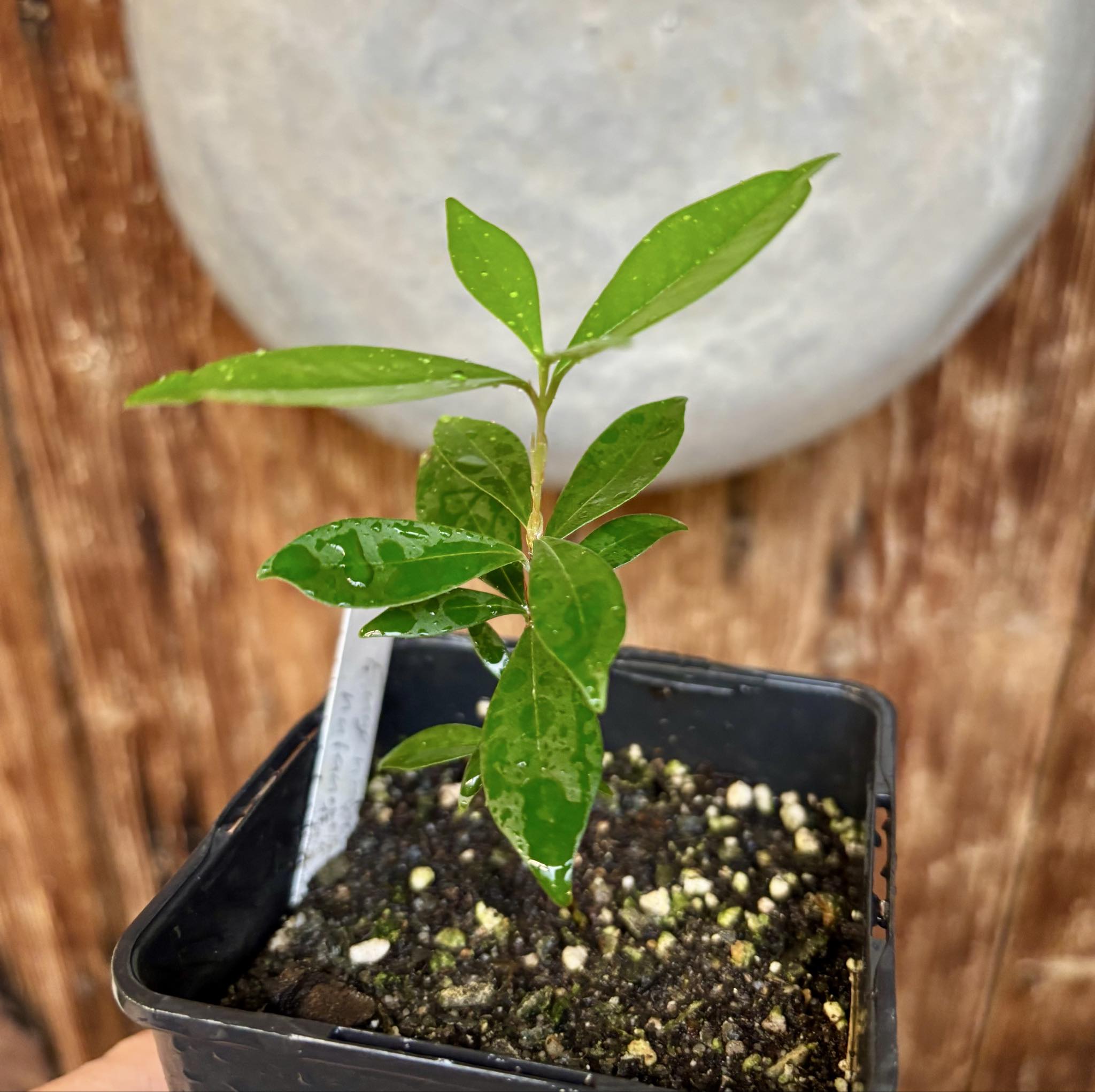 Eugenia nutans - 1 small potted seedling / 1 kleiner, getopfter Sämling