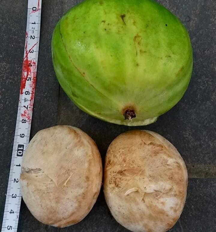 Plinia rara var. GREEN -  1 fresh seed / 1 frischer Samen