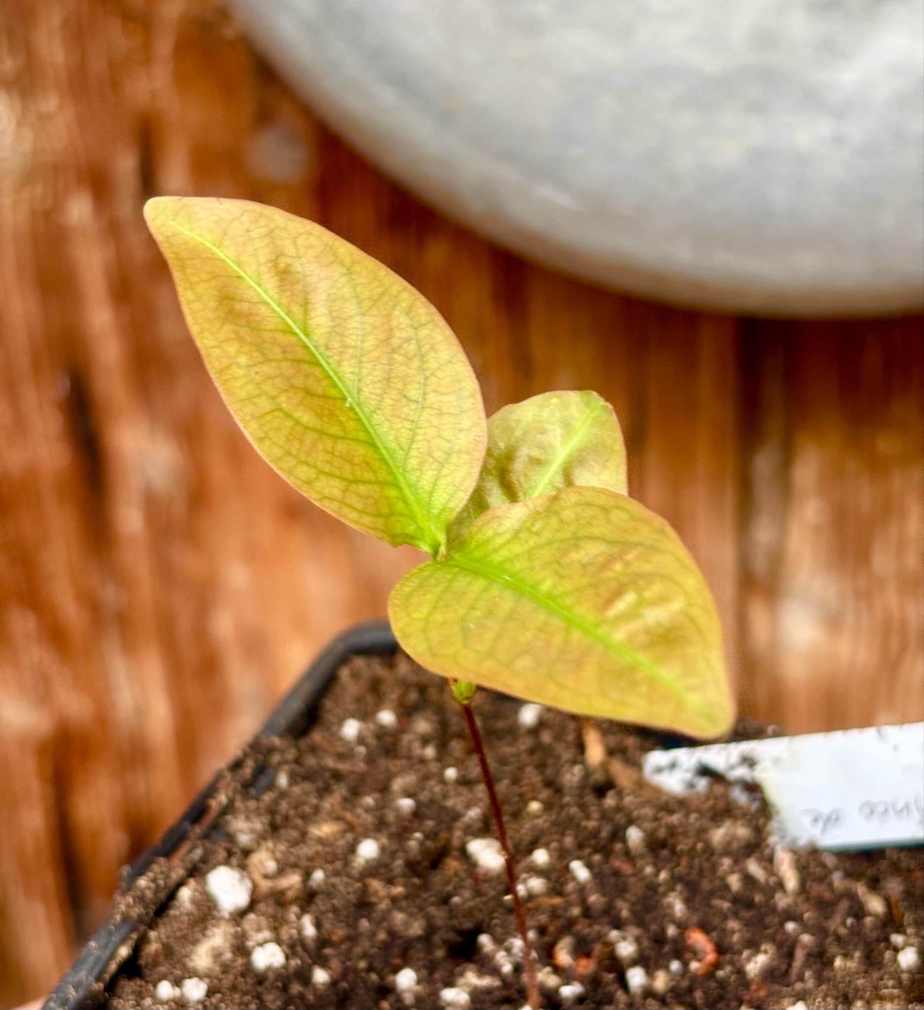 Cagaita var. "Brinco de Princesa" (Eugenia dysenterica) - 1 potted plant / 1 getopfte Pflanze