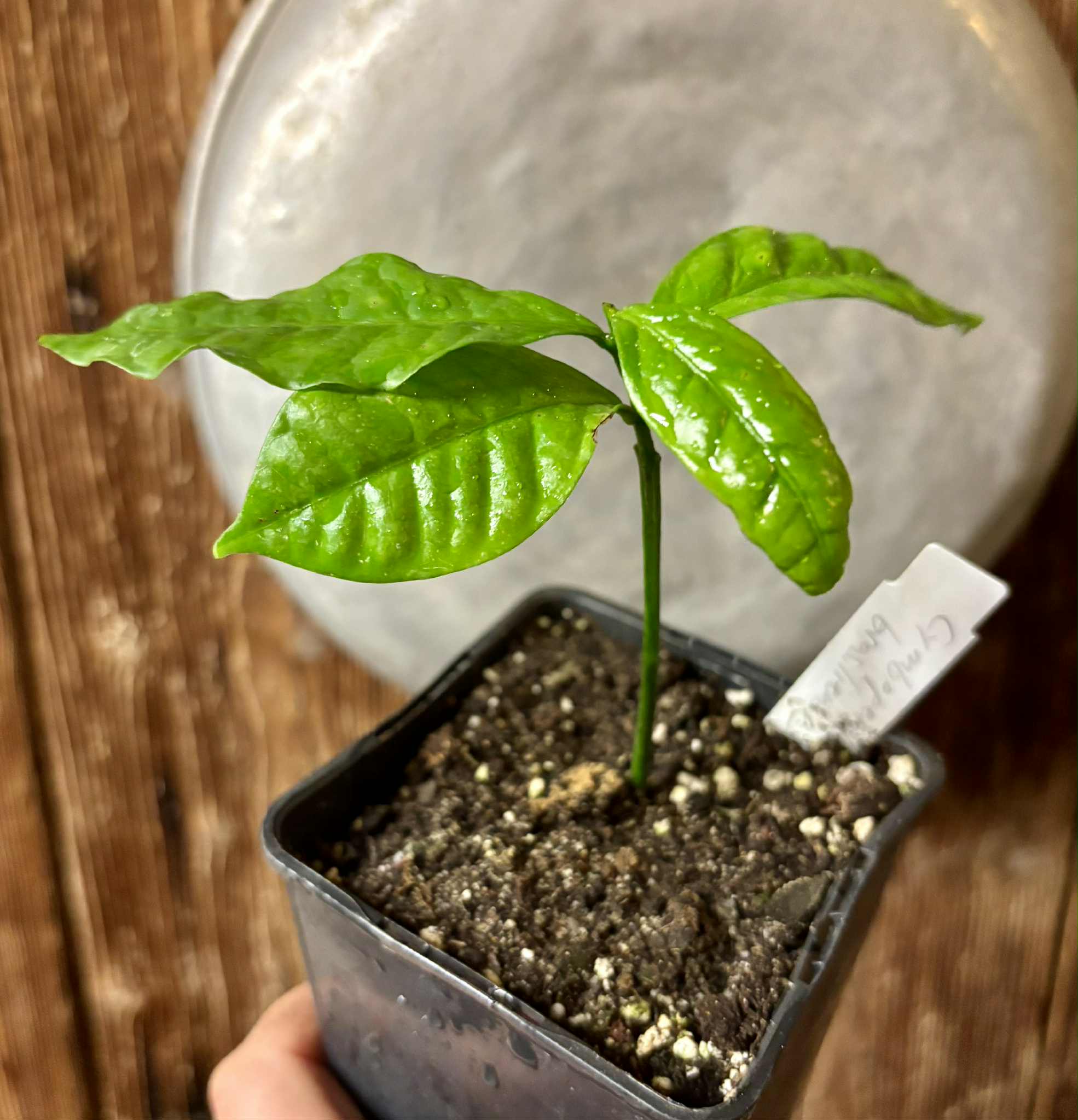 Cymbopetalum brasiliensis - 1 potted seedling / 1 getopfter Sämling