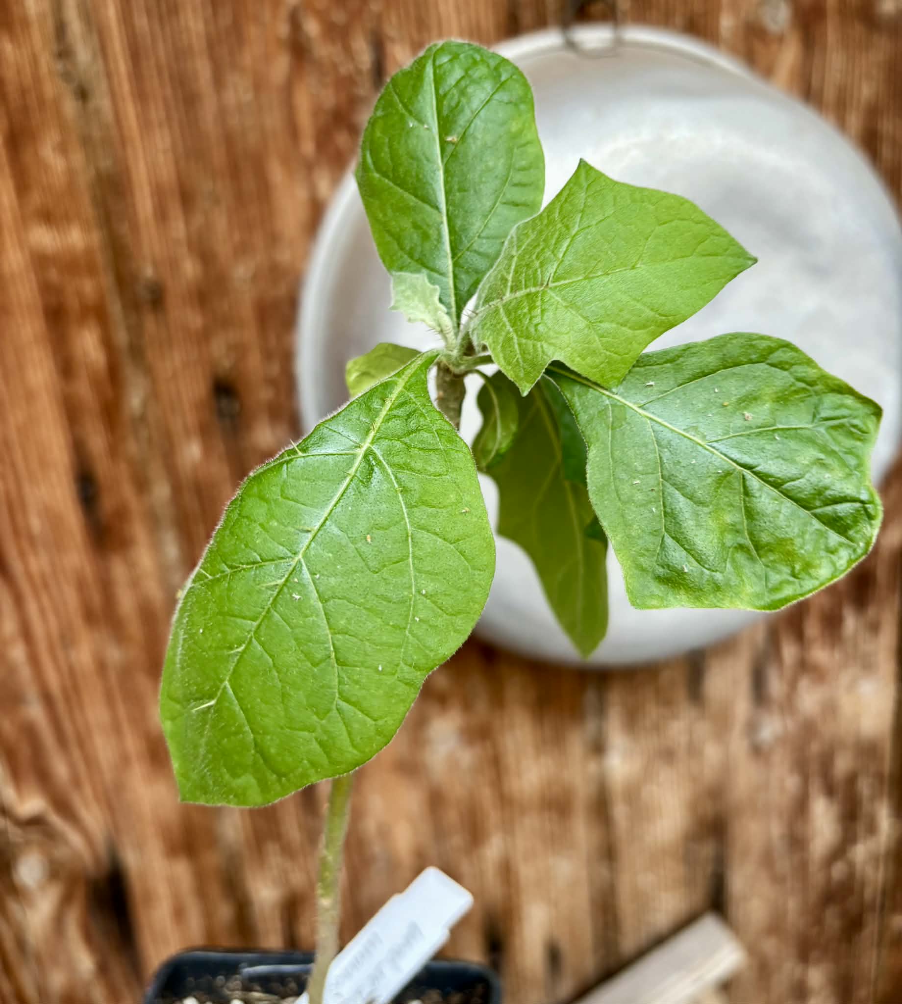Juã-Açu - Solanum oocarpum - 1 potted plant / 1 getopfte Pflanze