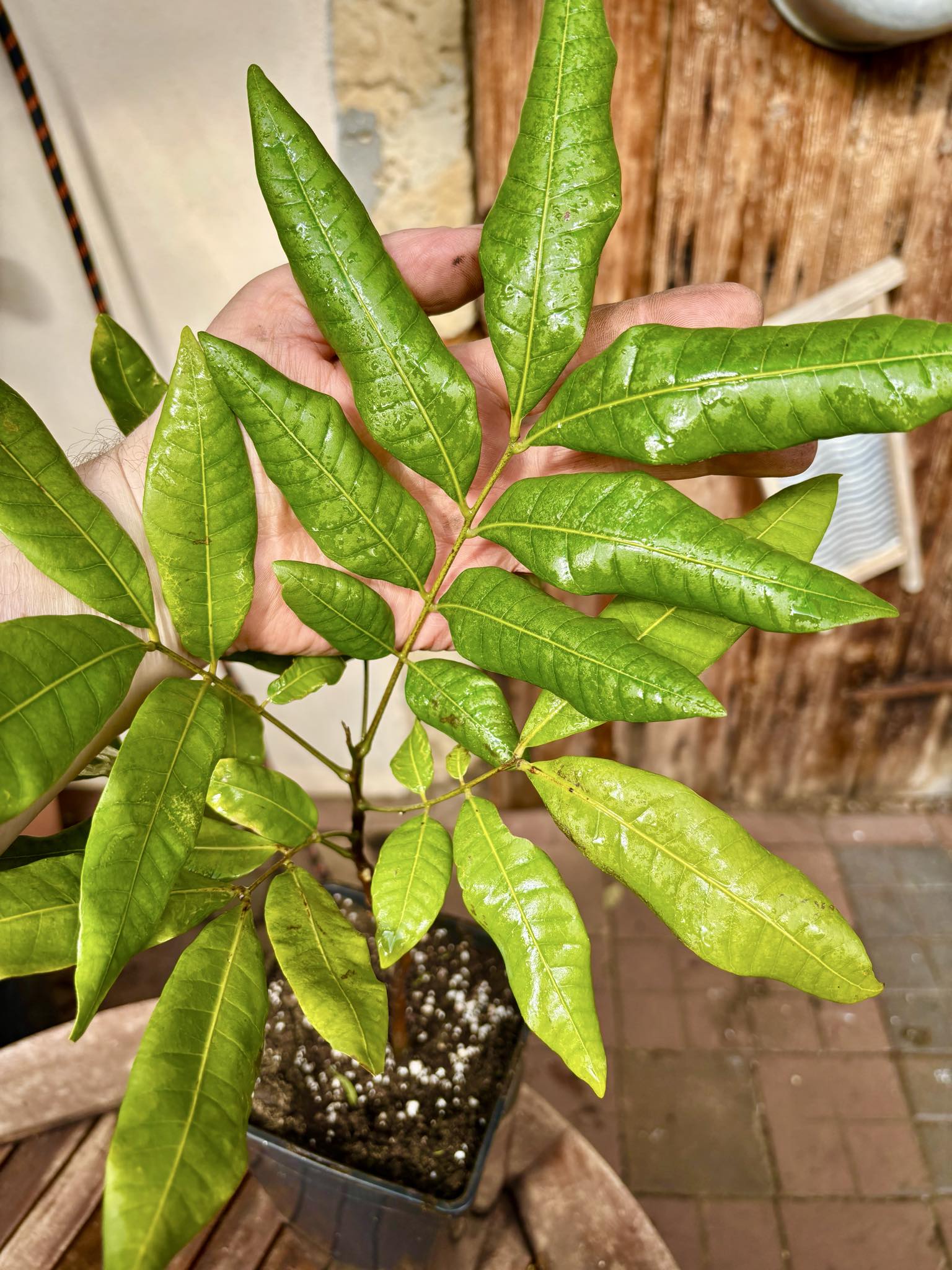 3 years old - Longan (Dimocarpus longan) - 1 potted plant / 1 getopfte Pflanze