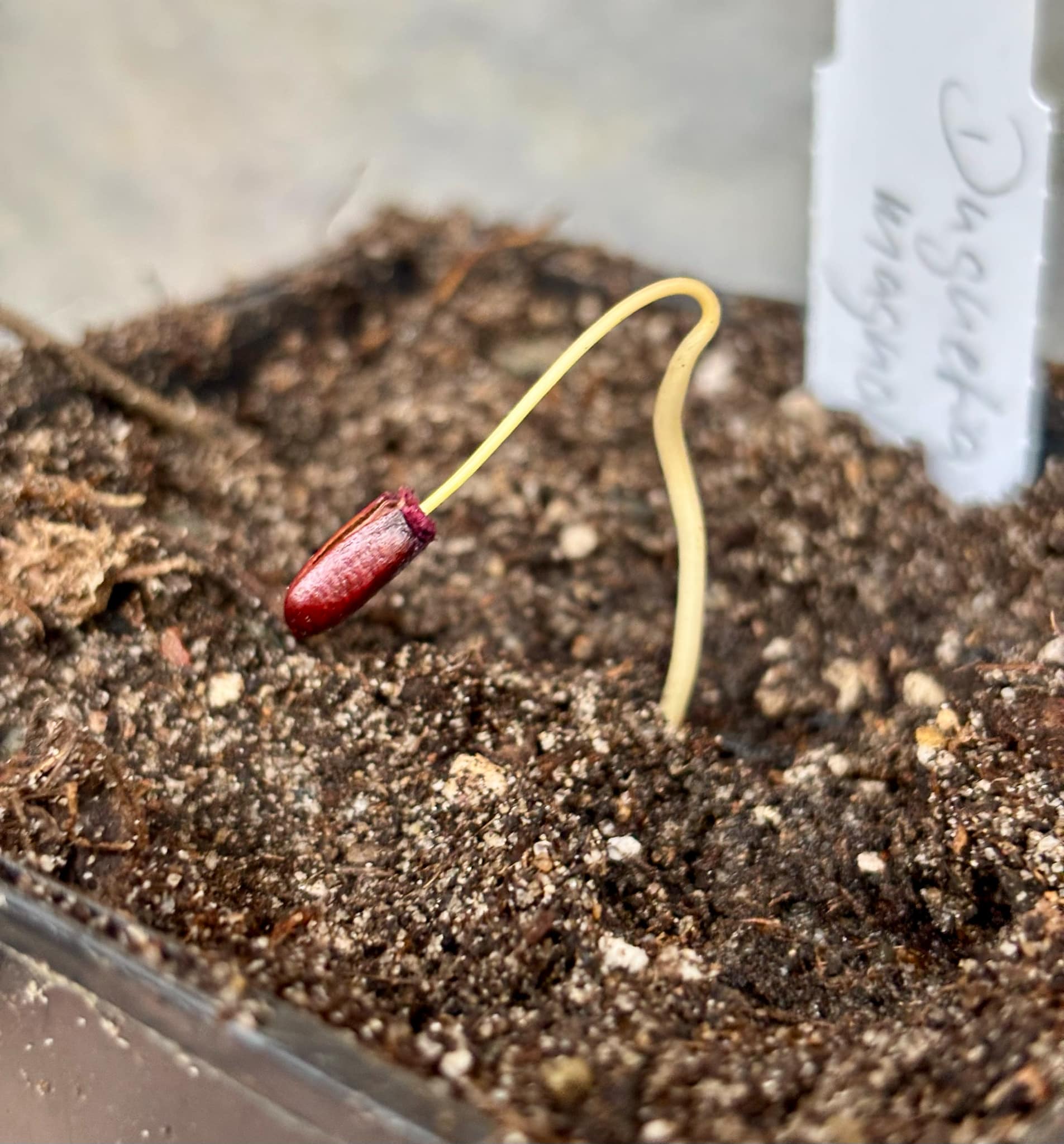 Duguetia magnolioidea  - 1 just potted seedling / 1 frisch getopfter Sämling