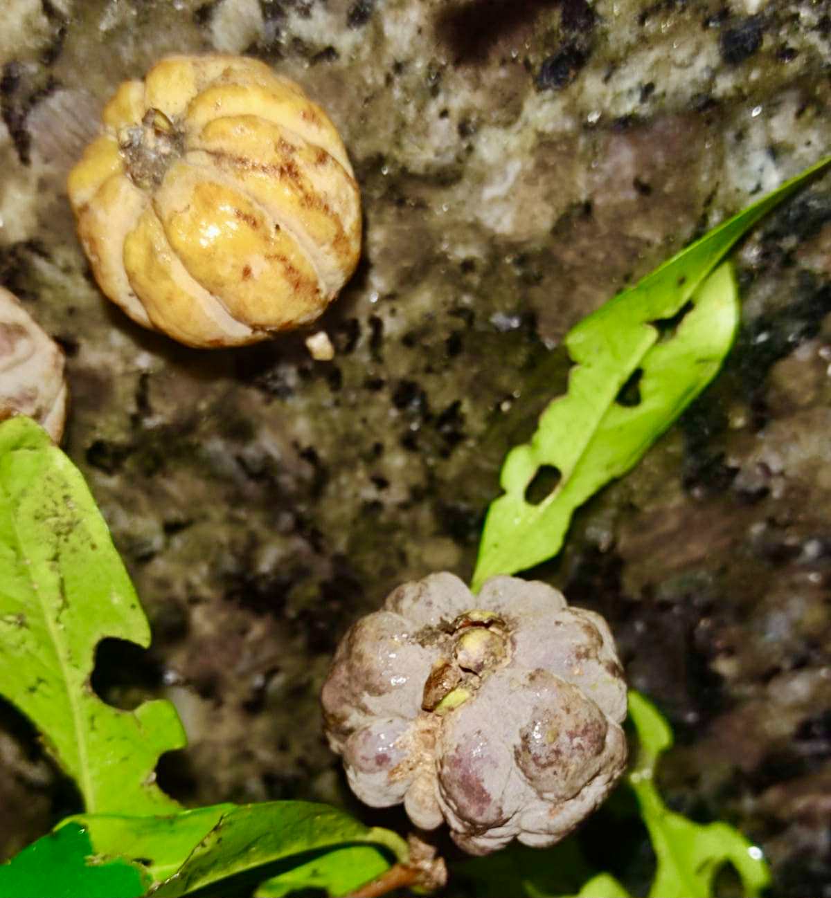 Eugenia sp Pitangao amarelo - 1 fresh seed / 1 frischer Samen