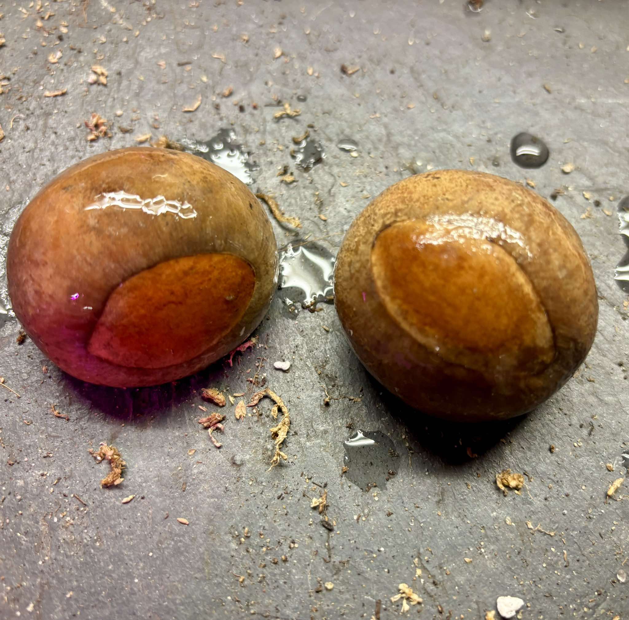 Pouteria aff. macrocarpa - 1 fresh seed / 1 frischer Samen