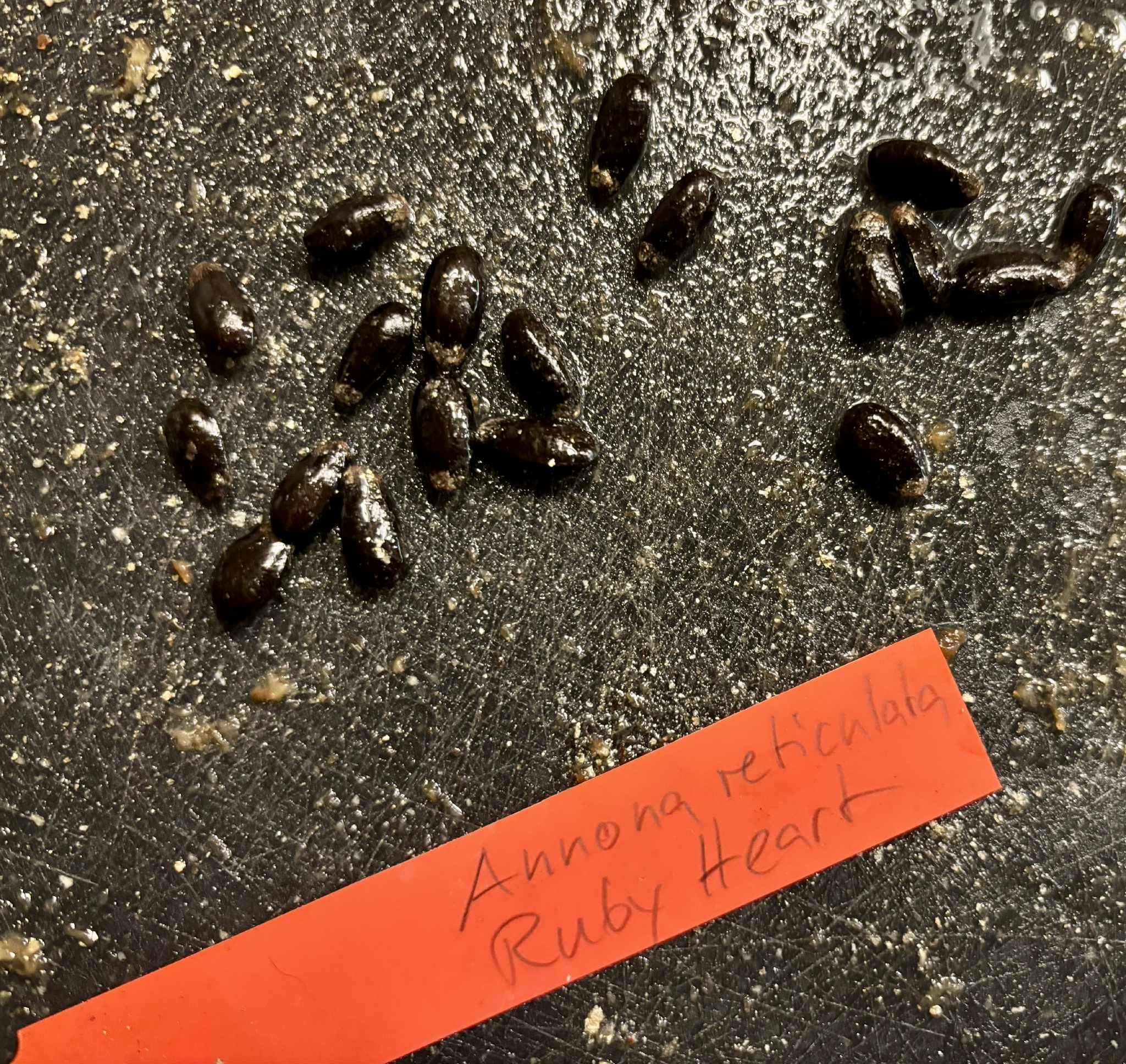 Annona reticulata var Ruby Heart- 1 fresh seed / 1 frischer Samen