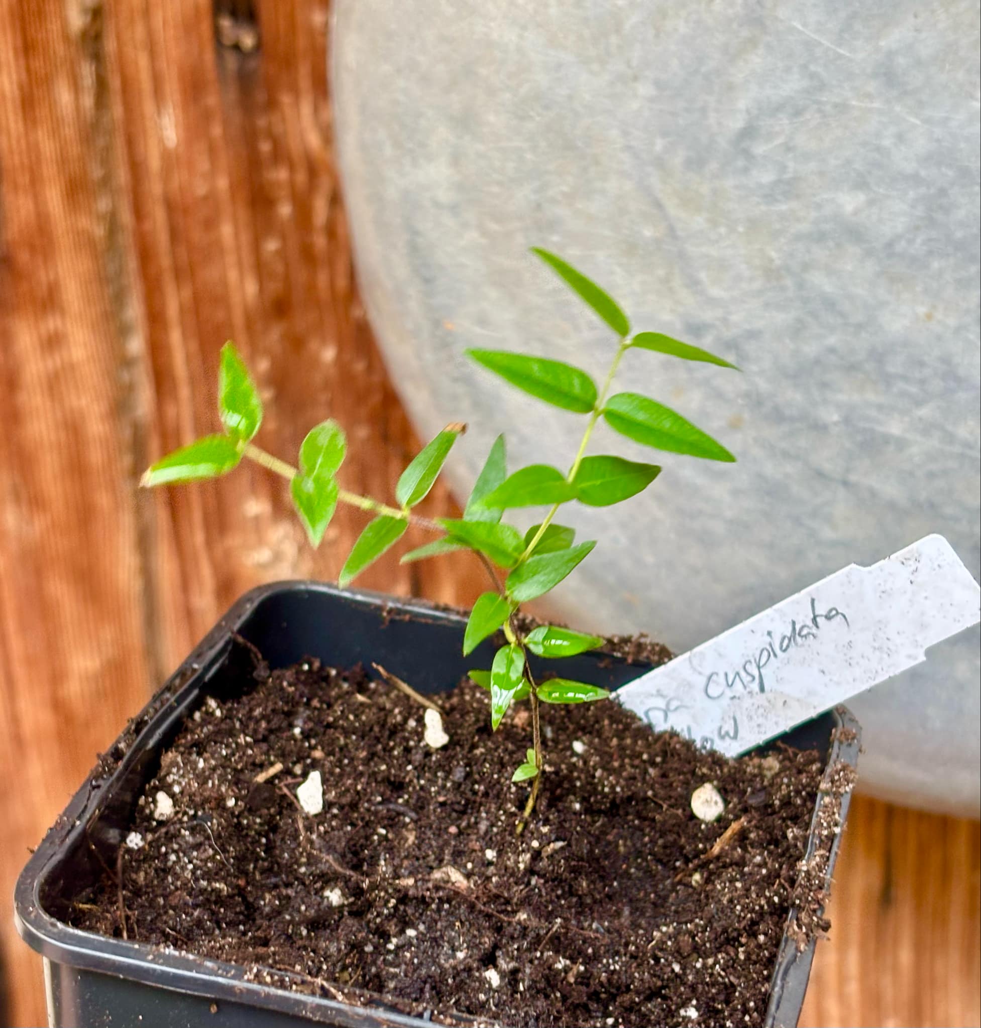 Myrciaria cuspidata YELLOW - 1 small potted plant / 1 kleine, getopfte Pflanze
