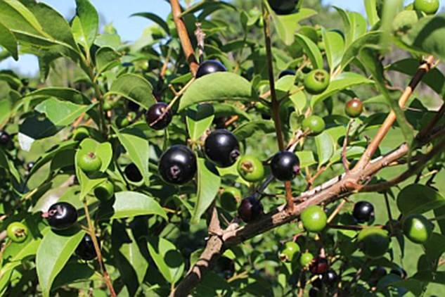Guamirim Cereja do Sul (Eugenia modesta) - 1 potted seedling / 1 getopfter Sämling