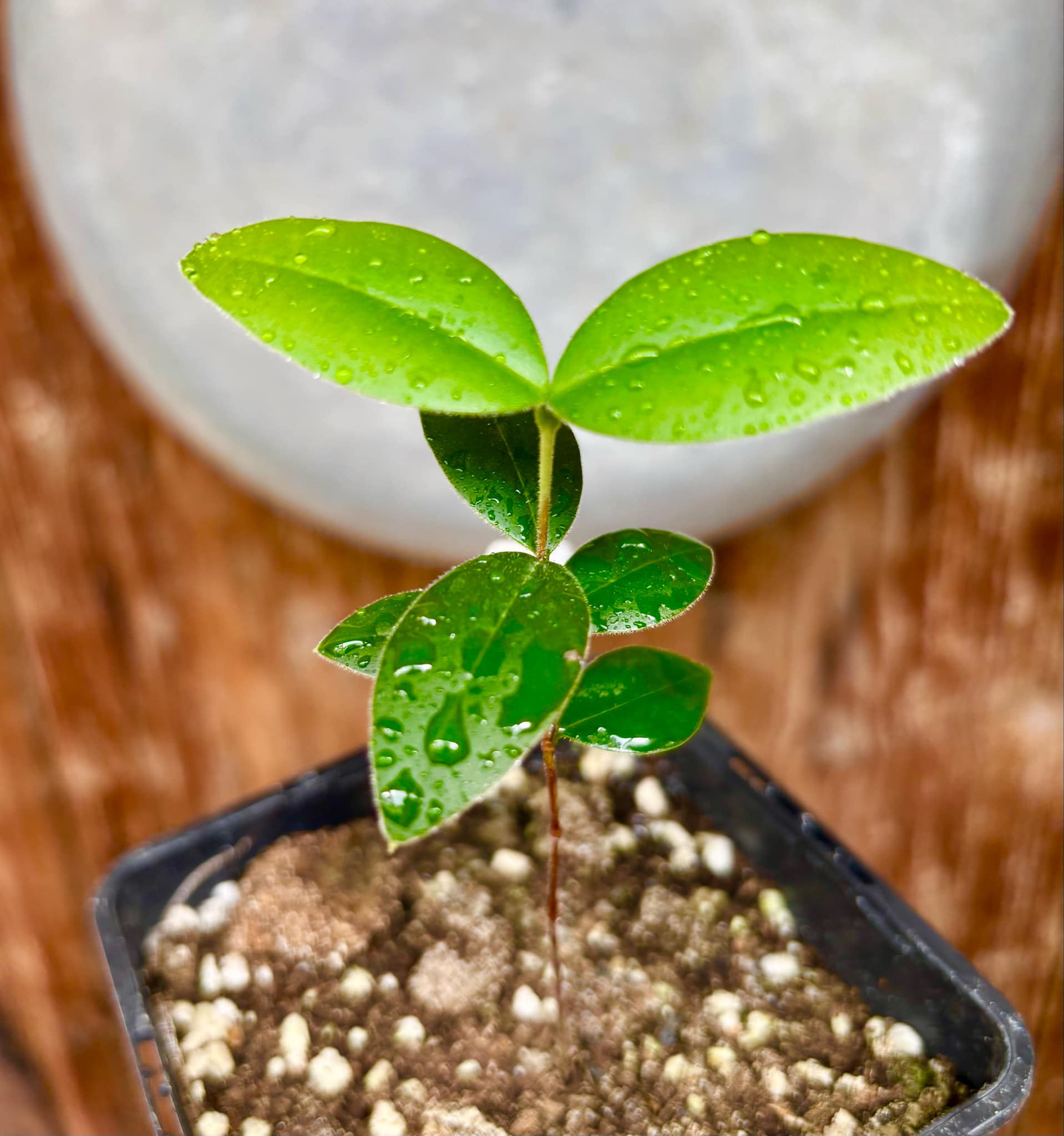 Myrcianthes pungens - Guabiju - 1 potted plant / 1 getopfte Pflanze Myrcianthes pungens - Guabiju - 1 potted plant / 1 getopfte Pflanze