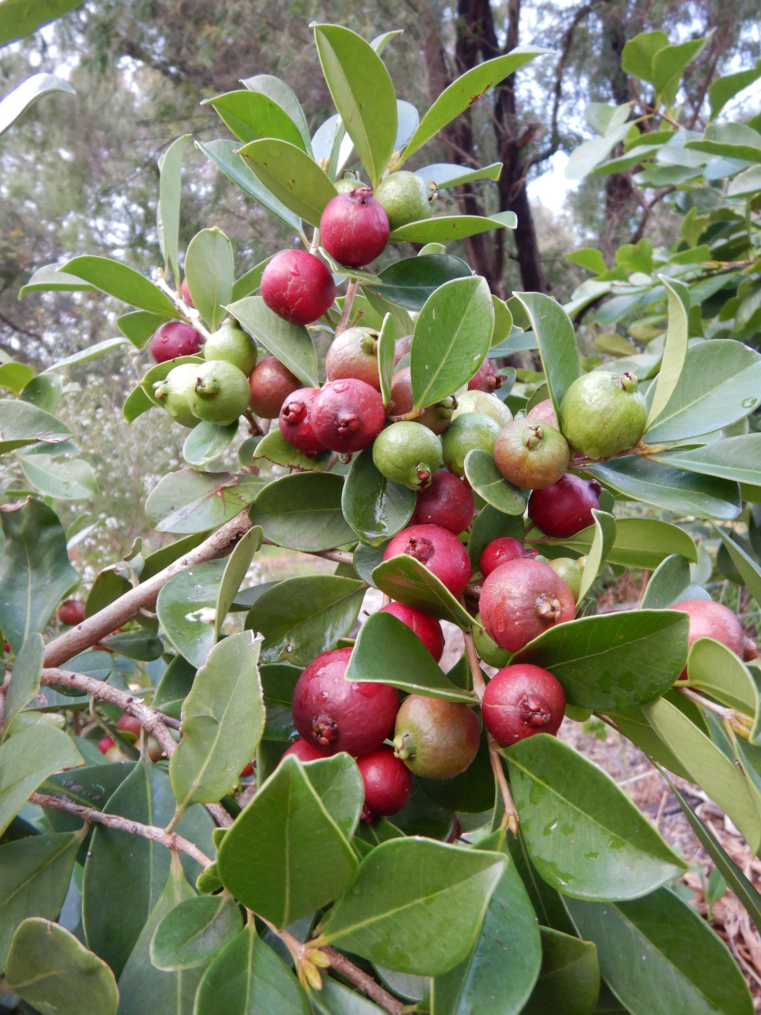 Psidium cattleyanum - Strawberry Guava  - 1 potted plant / 1 getopfte Pflanze