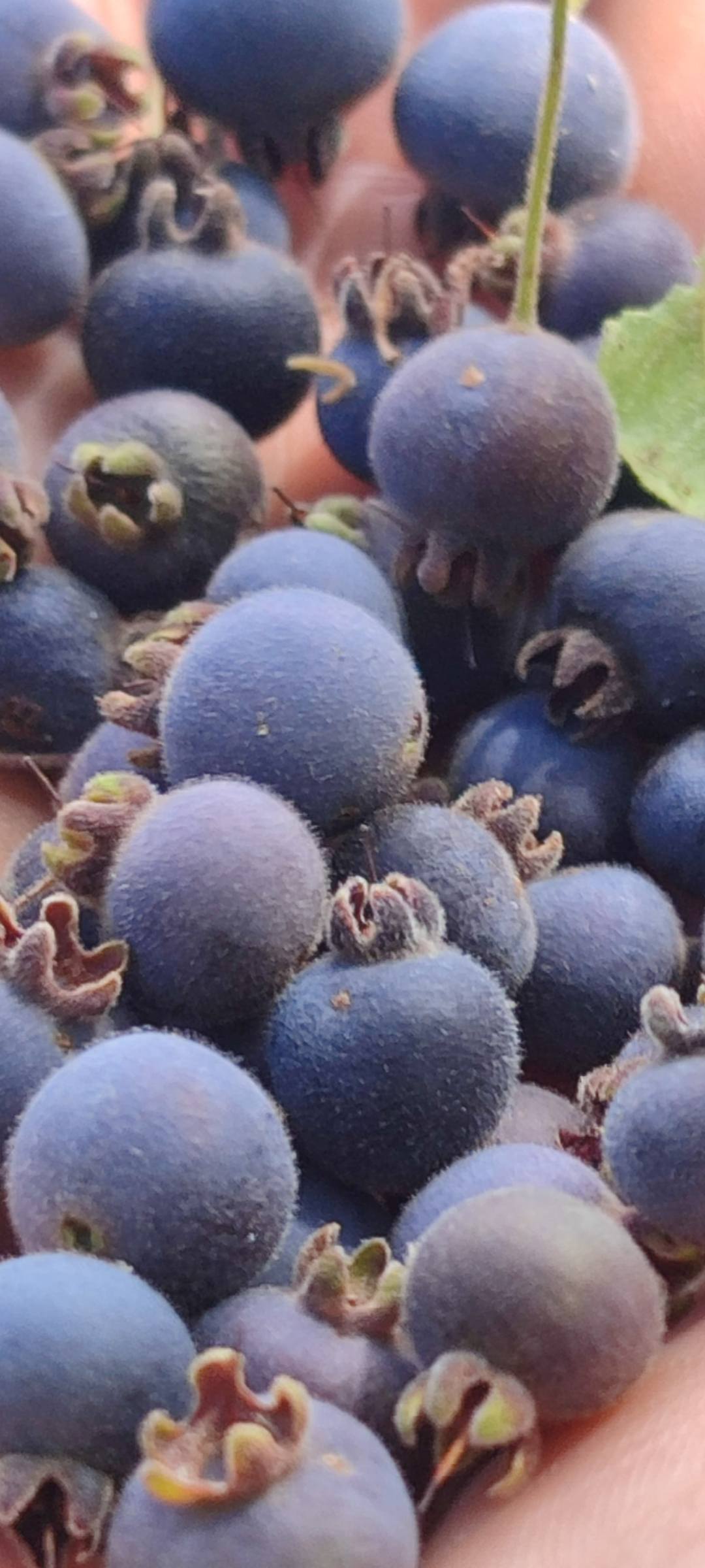 Campomanesia sp purple -  1 fresh seed / 1 frischer Samen