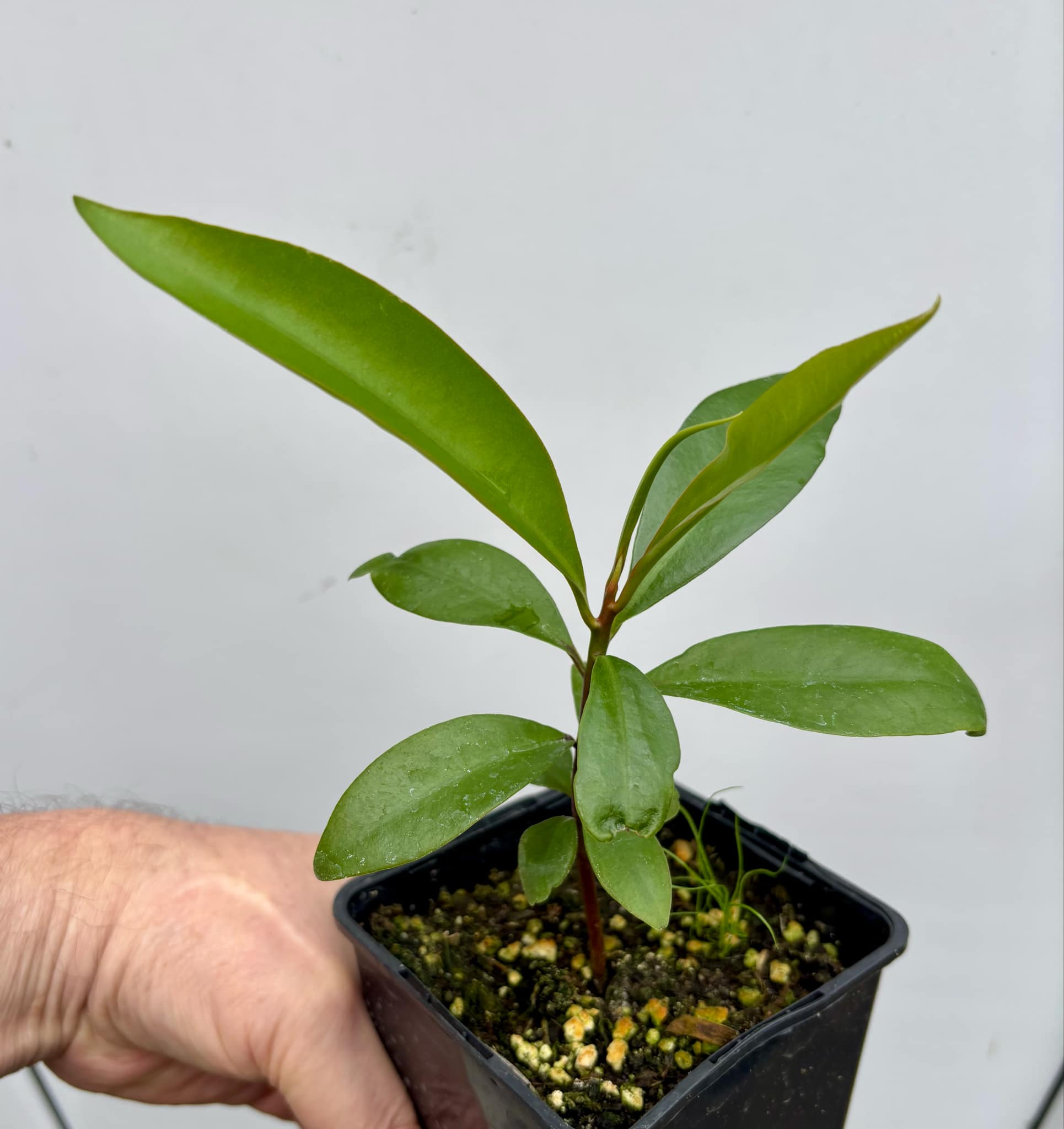 Ardisia elliptica - 1 potted seedling / 1 getopfter Sämling