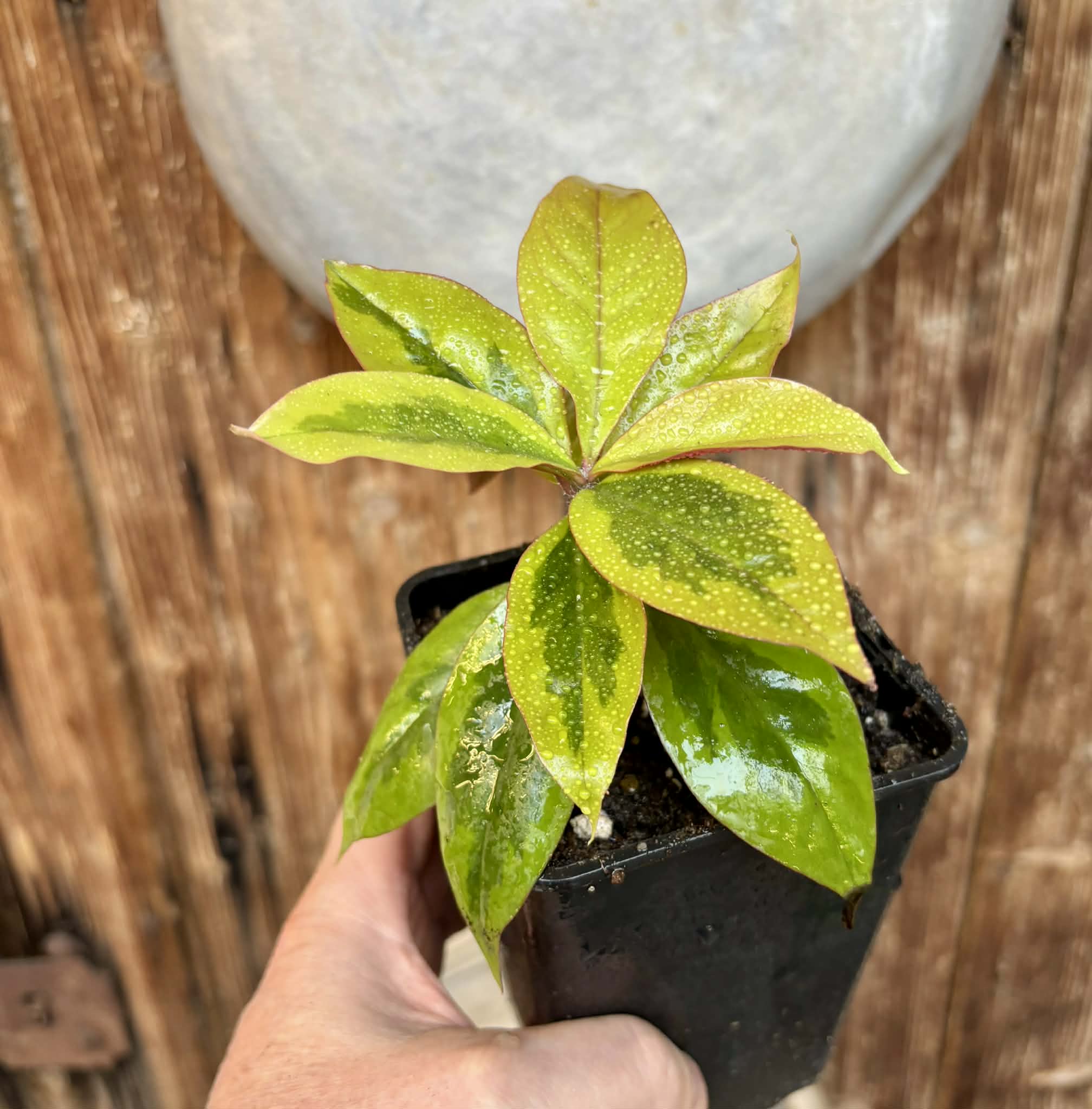 Variegated Barbados Gooseberry - (Pereskia aculeata) - 1 potted plant / 1 getopfte Pflanze