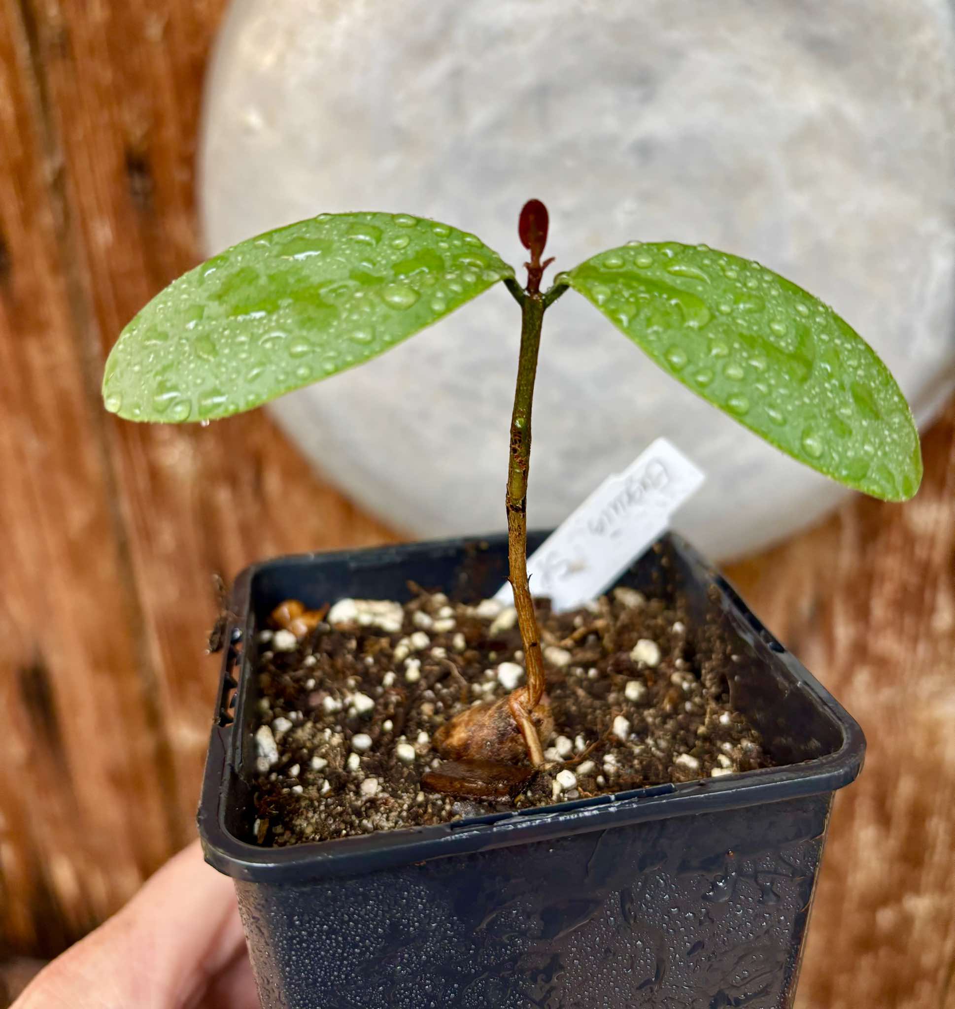 Eugenia sp Unana -  1 small potted seedling / 1 kleiner getopfter Sämling