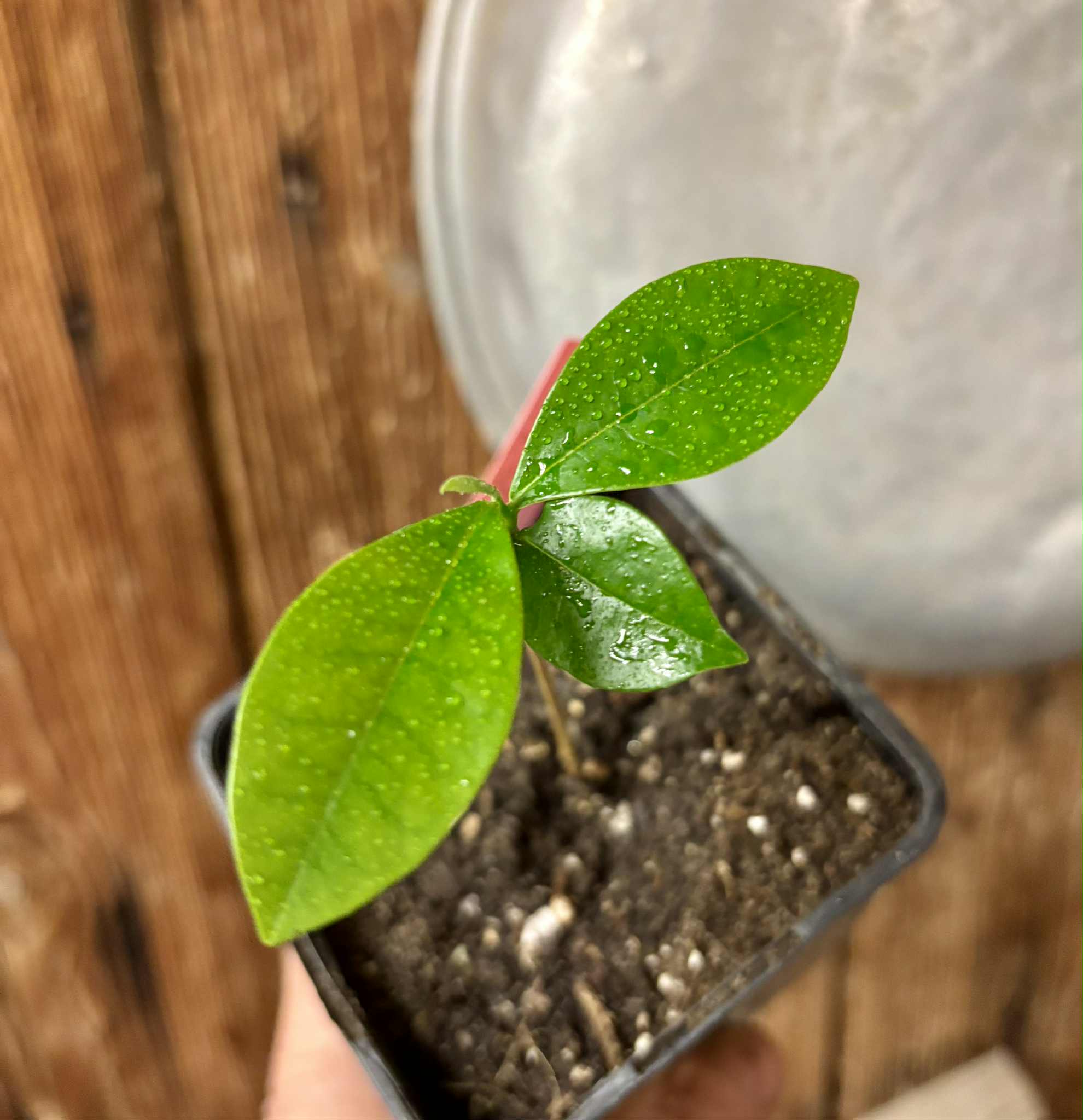 Duguetia lanceolata - Pindaiba - 1 small potted seedling / 1 kleiner, getopfter Sämling