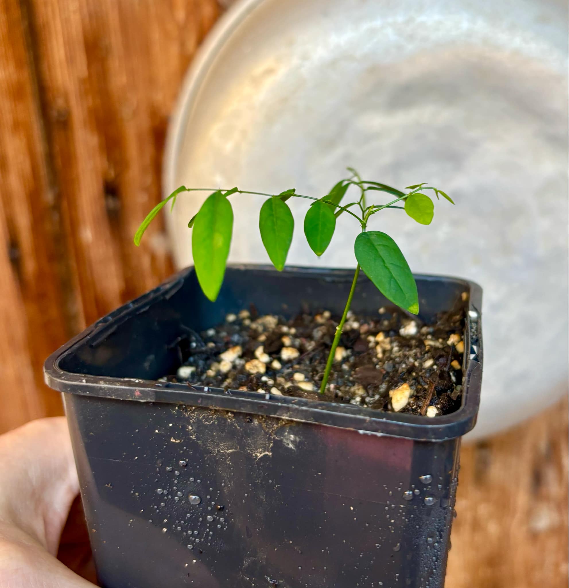 Katuk (Sauropus androgynus) - 1 small potted plant / 1 kleine, getopfte Pflanze Katuk (Sauropus androgynus) - 1 small potted plant / 1 kleine, getopfte Pflanze