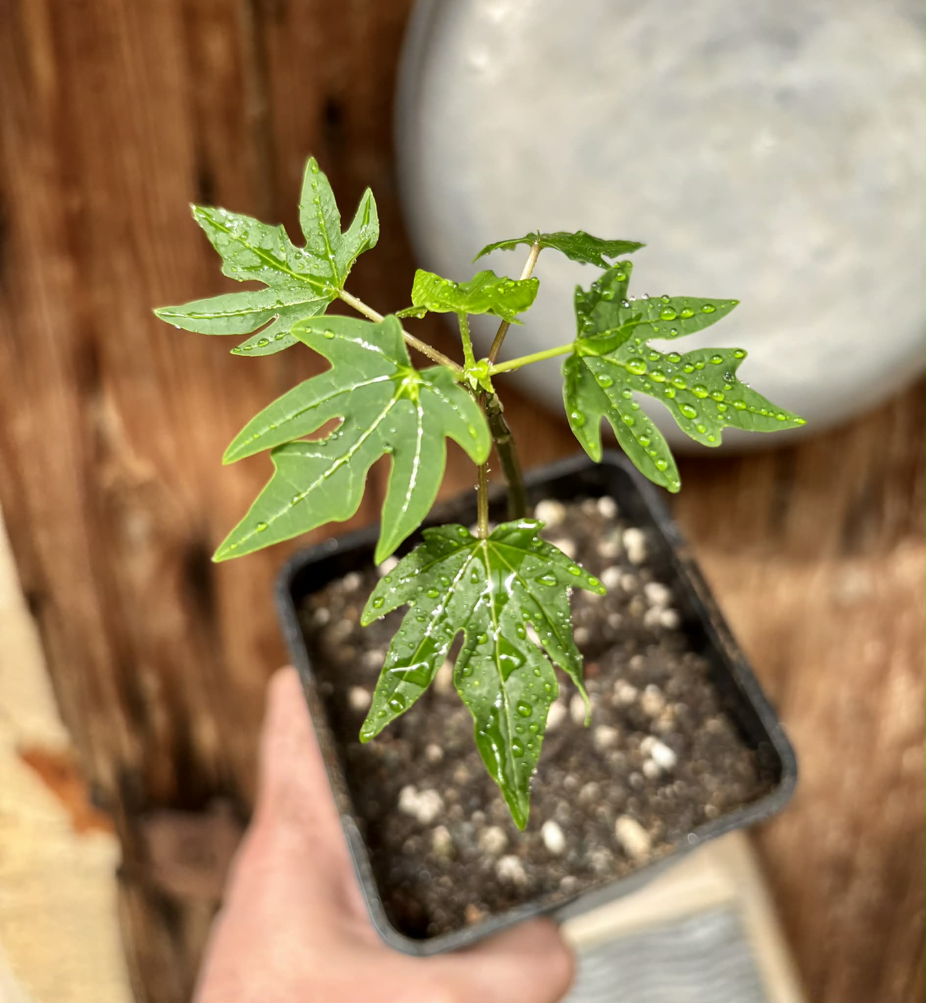 Red Holland Papaya (Carica papaya) - 1 small potted seedling / 1 kleiner, getopfter Sämling