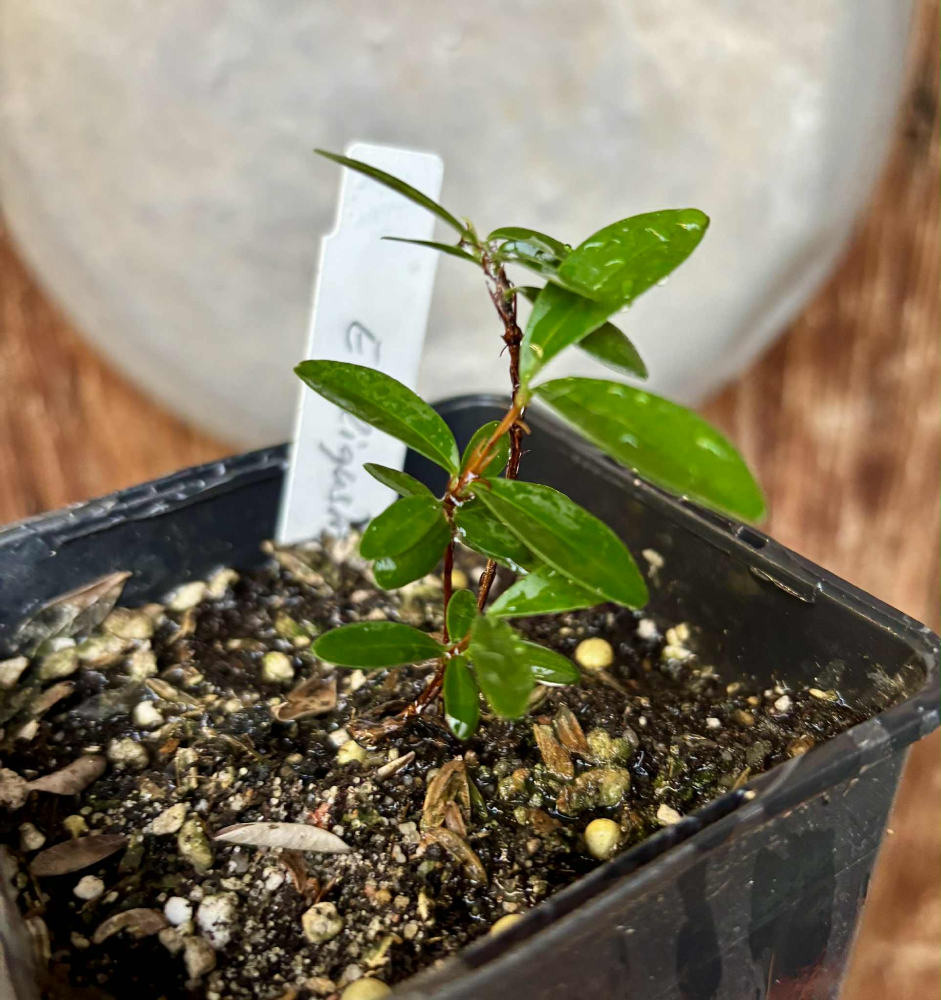 Eugenia ligustrina var. caribaeus - 1 potted seedling / 1 getopfter Sämling