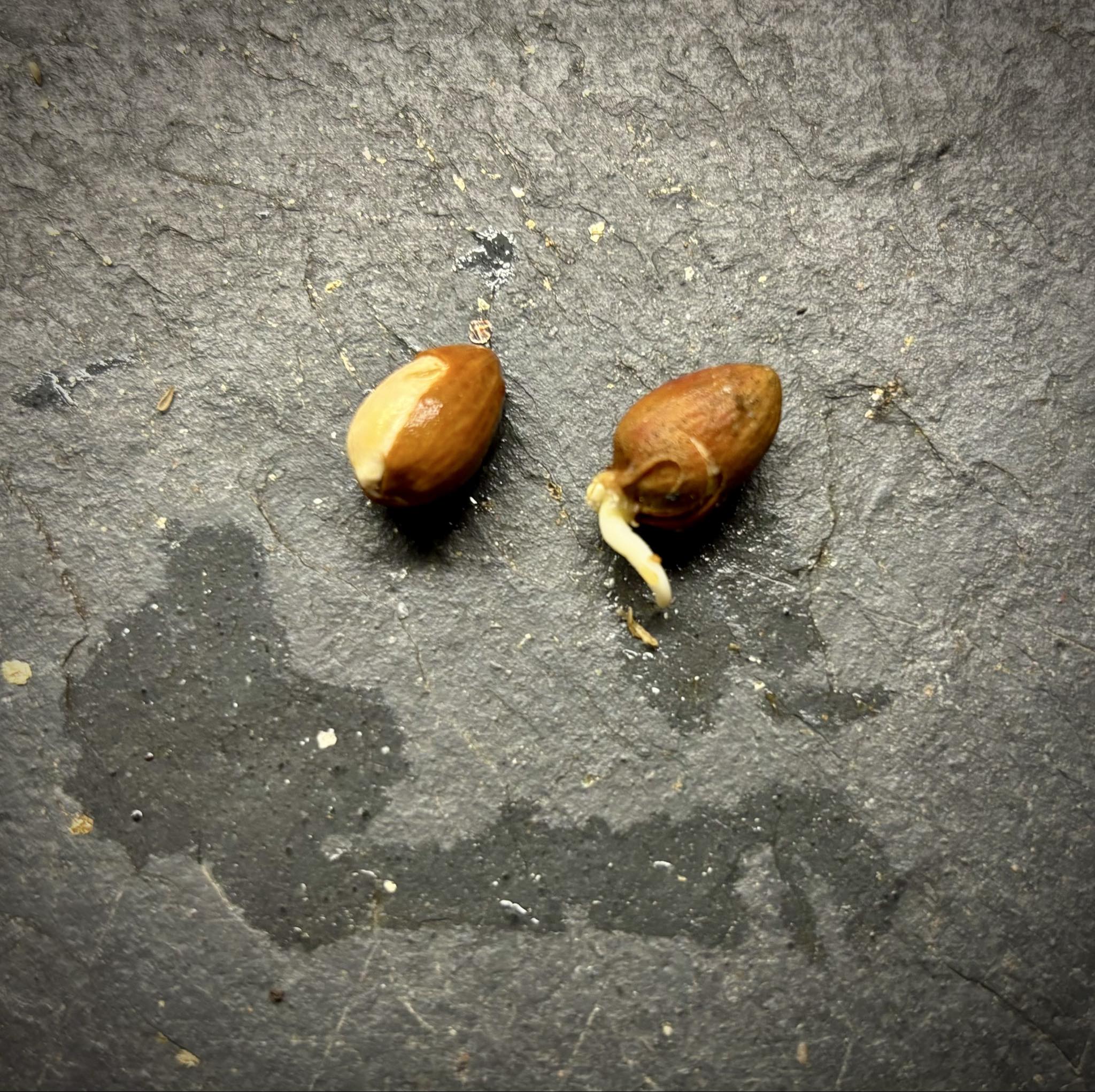 Dulacia sp. Cafe doce  -  1 germinated seed / 1 gekeimter Samen