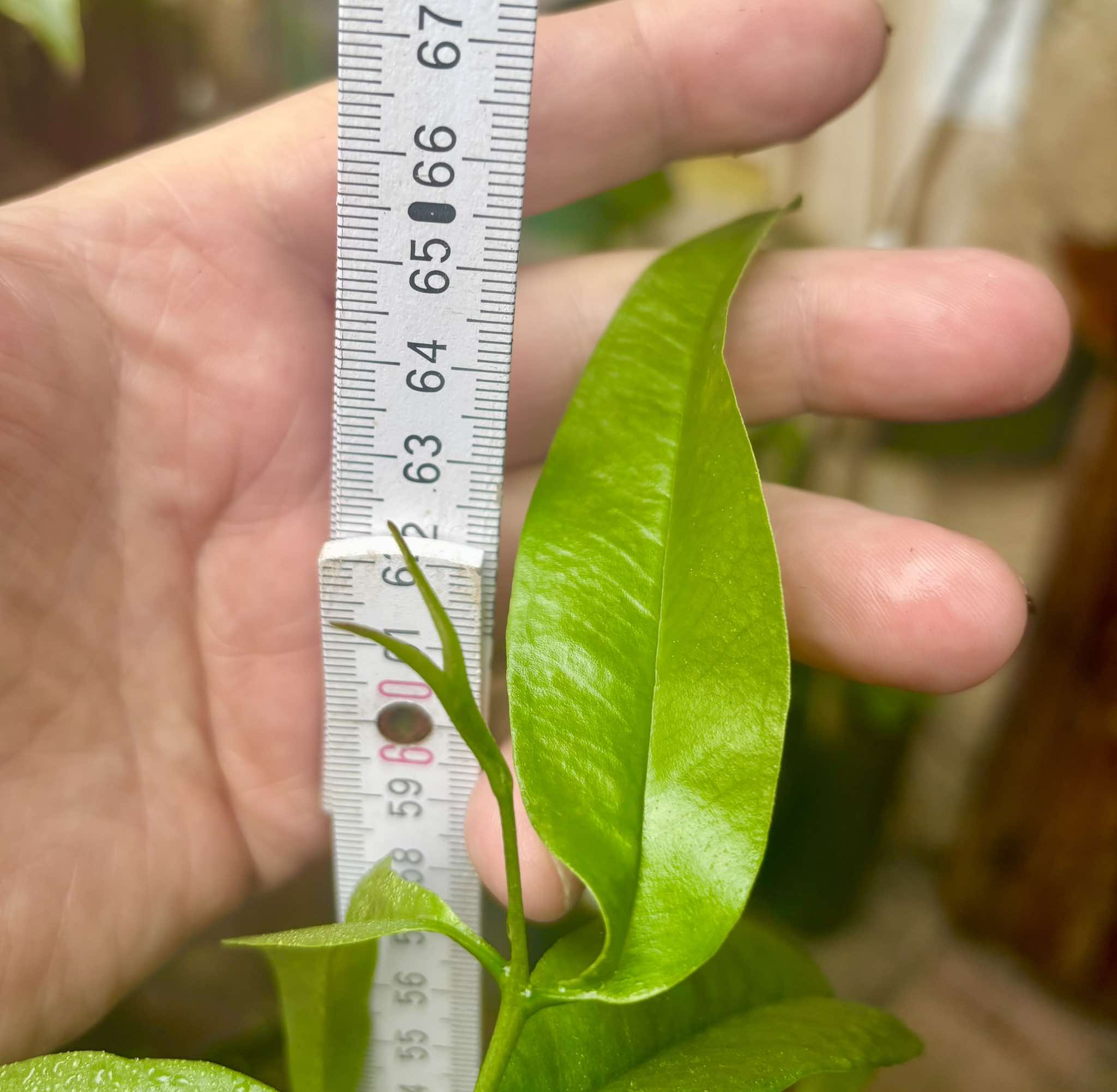 Eugenia sp sect racemosa -  1 potted plant / 1 getopfte Pflanze