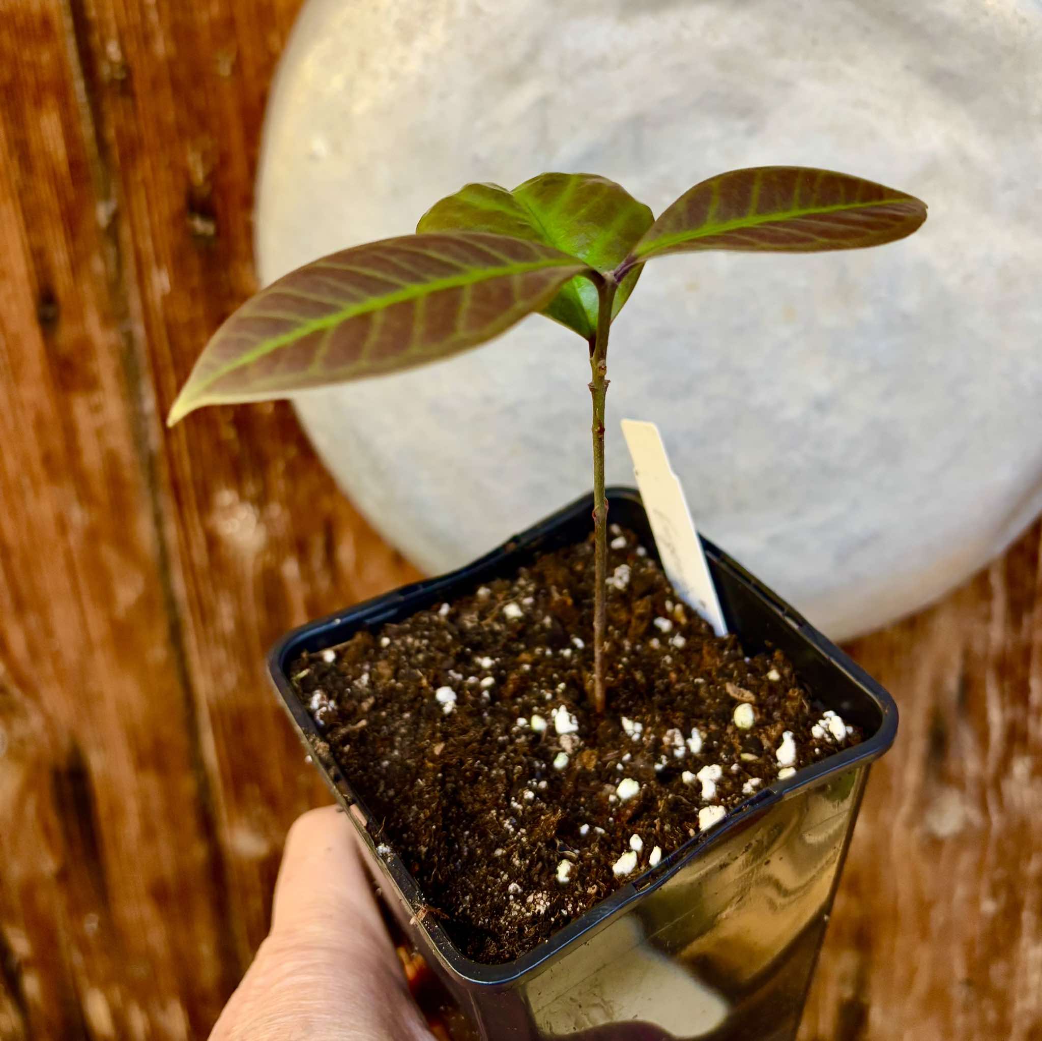 Eugenia mosenii -  1 small potted seedling / 1 kleiner, getopfter Sämling