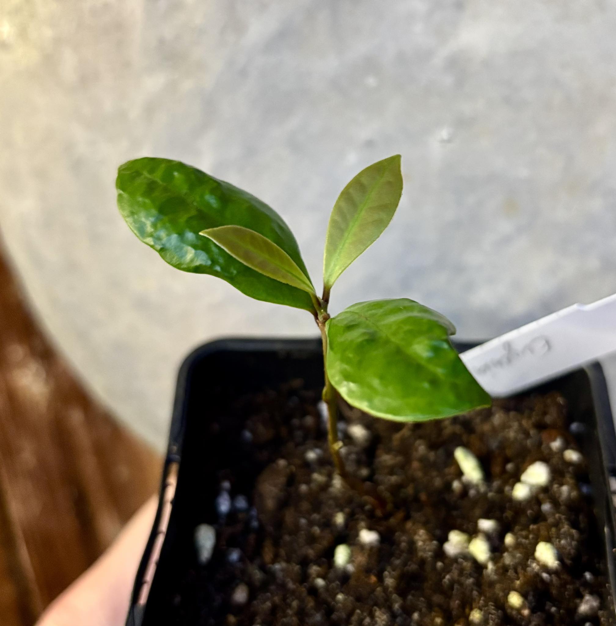 Eugenia mosenii -  1 small potted seedling / 1 kleiner, getopfter Sämling