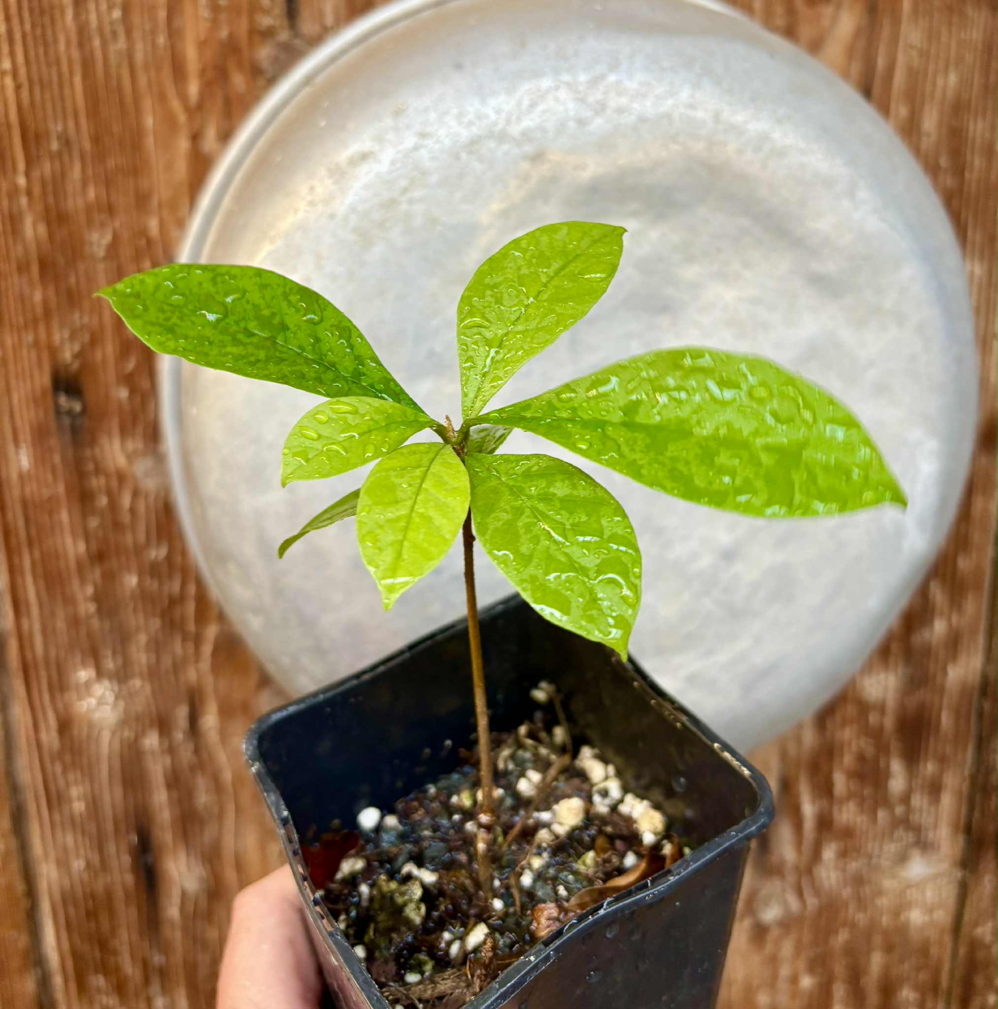 Marmixa (Pradosia lactescens) - 1 potted plant / 1 getopfte Pflanze
