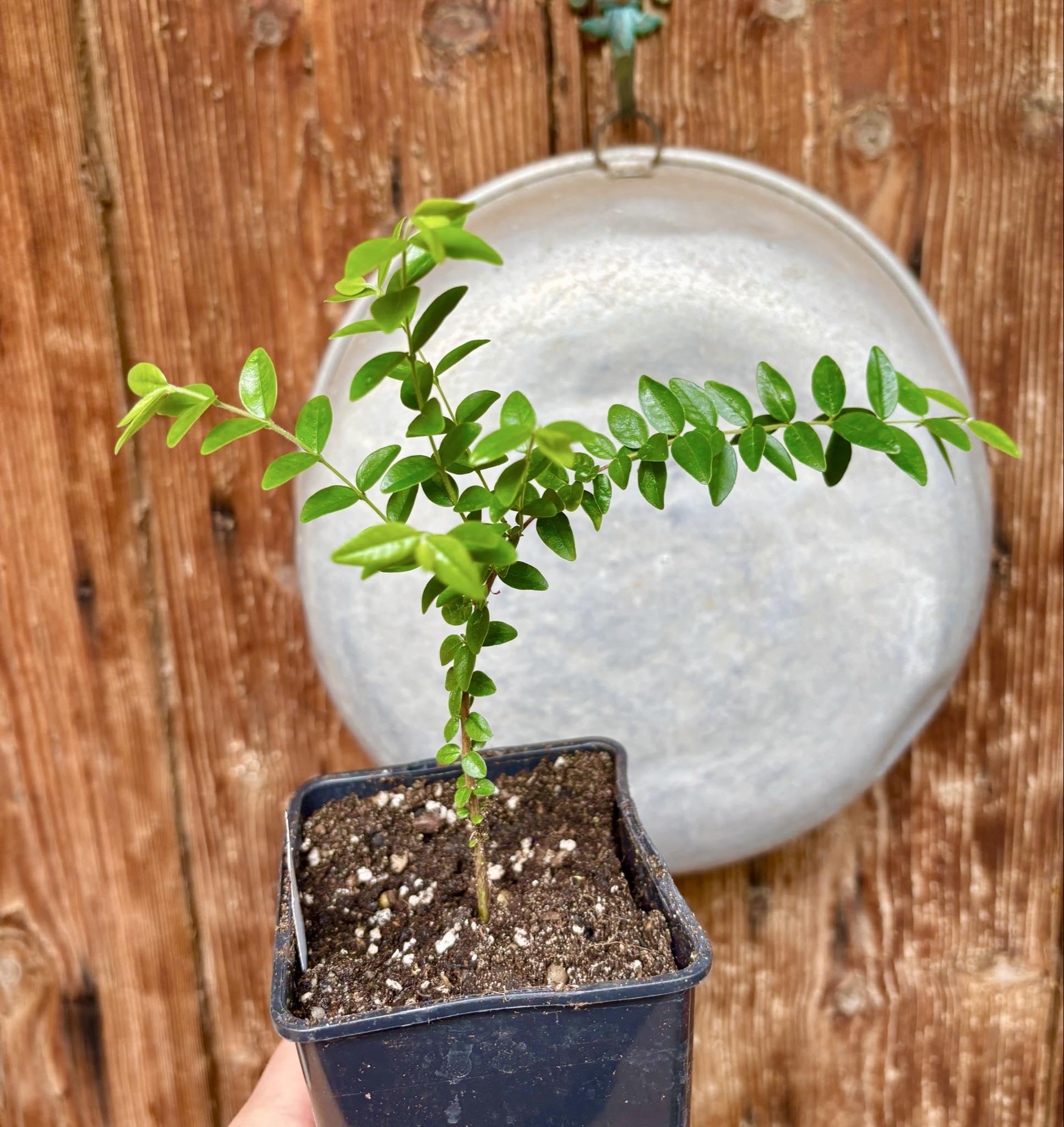 Myrciaria sp Pastora - 1 potted seedling / 1 getopfter Sämling Myrciaria sp Pastora - 1 potted seedling / 1 getopfter Sämling