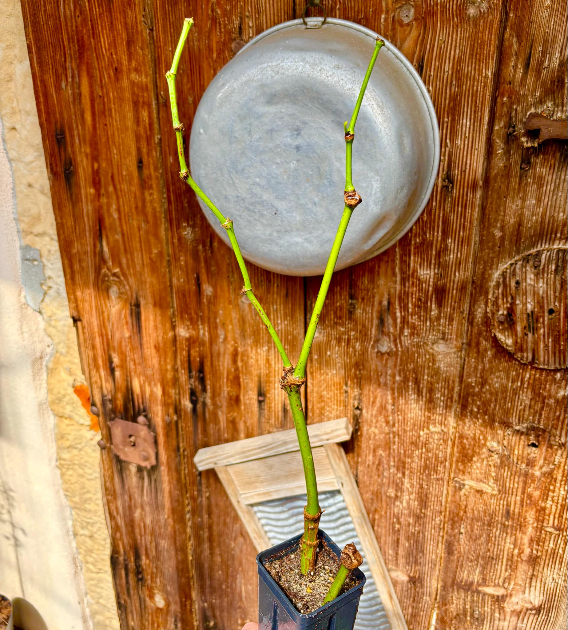 Sarawak Pepper  (Piper nigrum) - 1 potted plant / 1 getopfte Pflanze