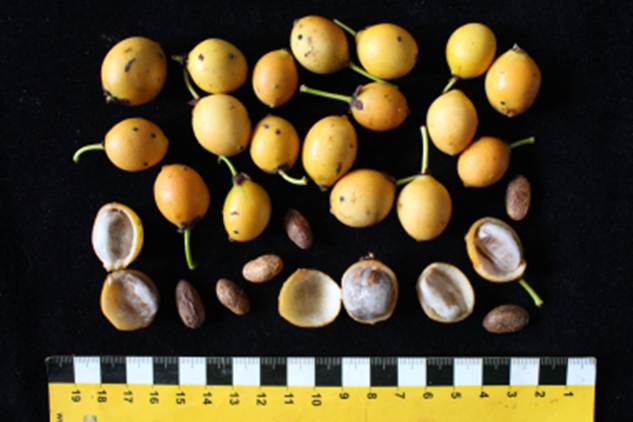 Pre Order - Garcinia spruceana (Bacupari-miúdo) - 1 fresh seed / 1 frischer Samen