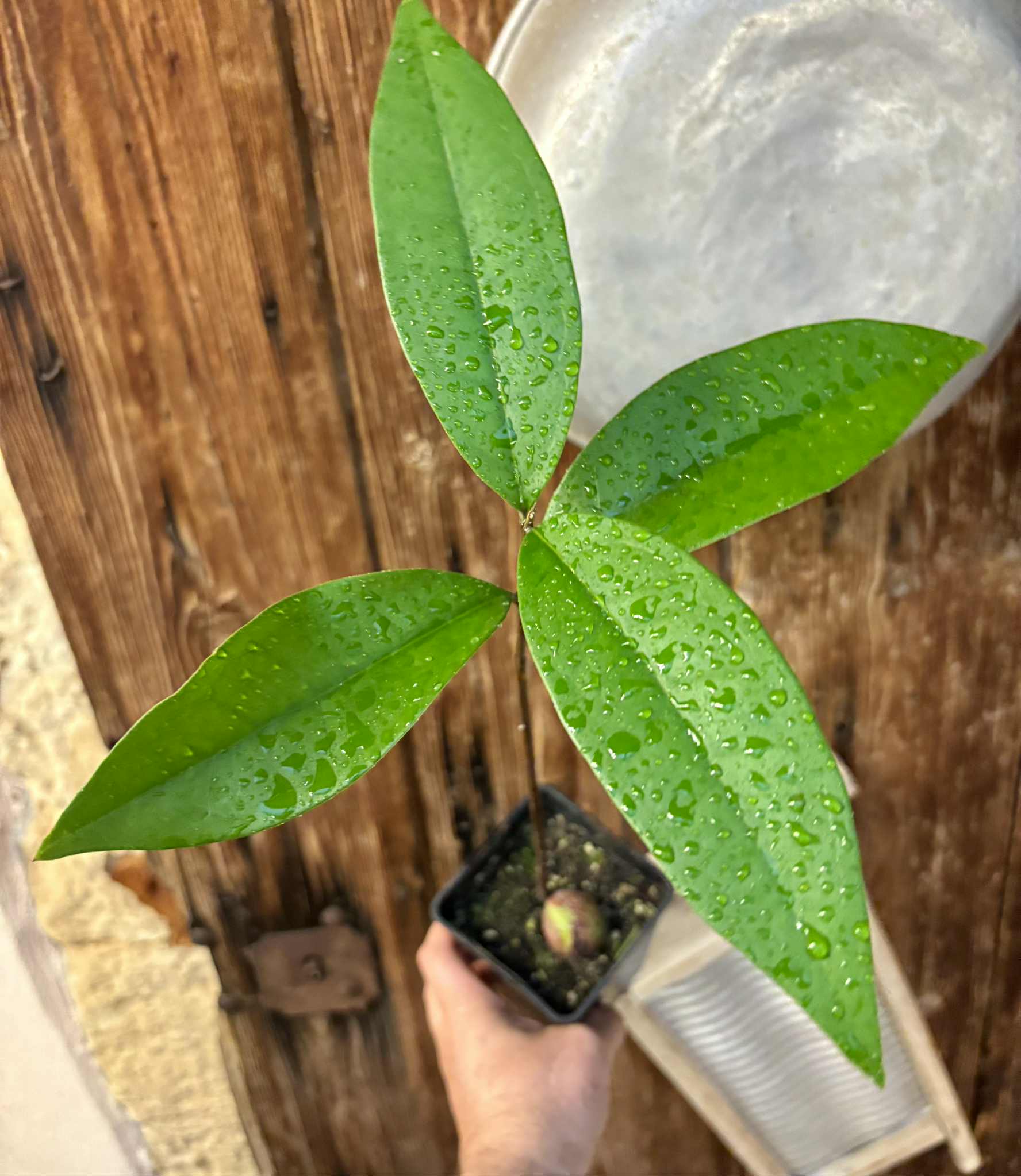 Eugenia sp Maca BIG -  1 potted seedling / 1 getopfter Sämling