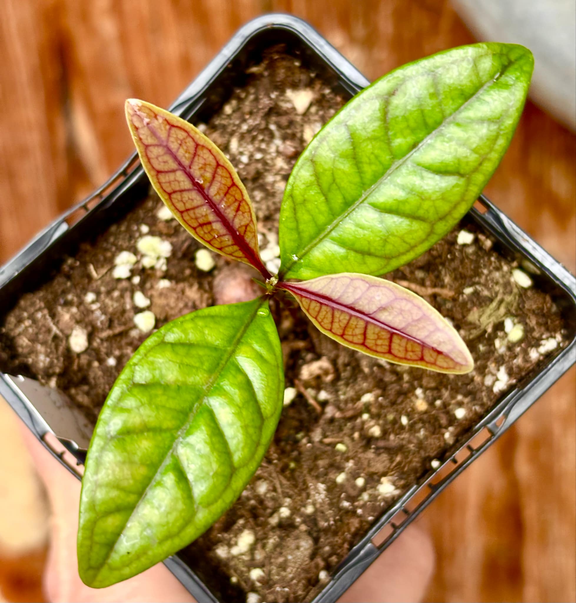 Eugenia sp de Talo -  1 small potted seedling / 1 kleiner, getopfter Sämling