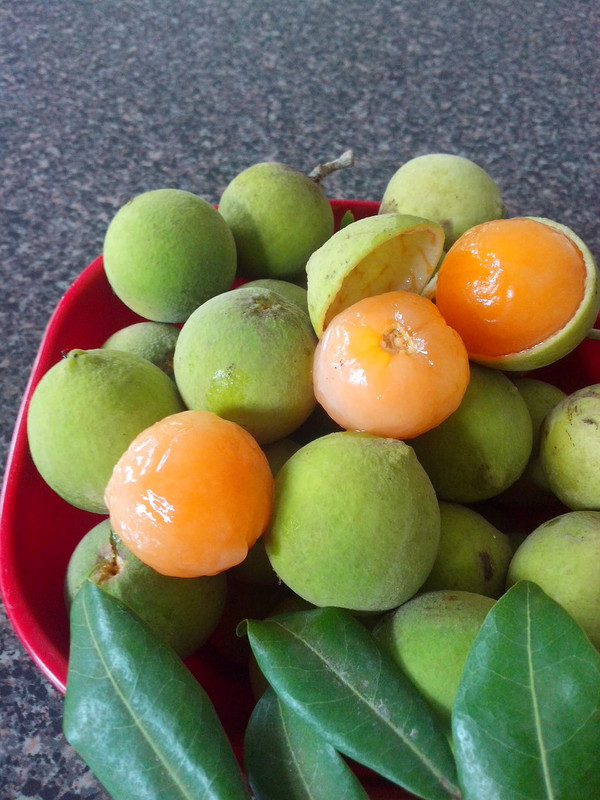 only 2 available - Guaya (Melicoccus oliviformis) - 1 germinated seed / 1 gekeimter Samen