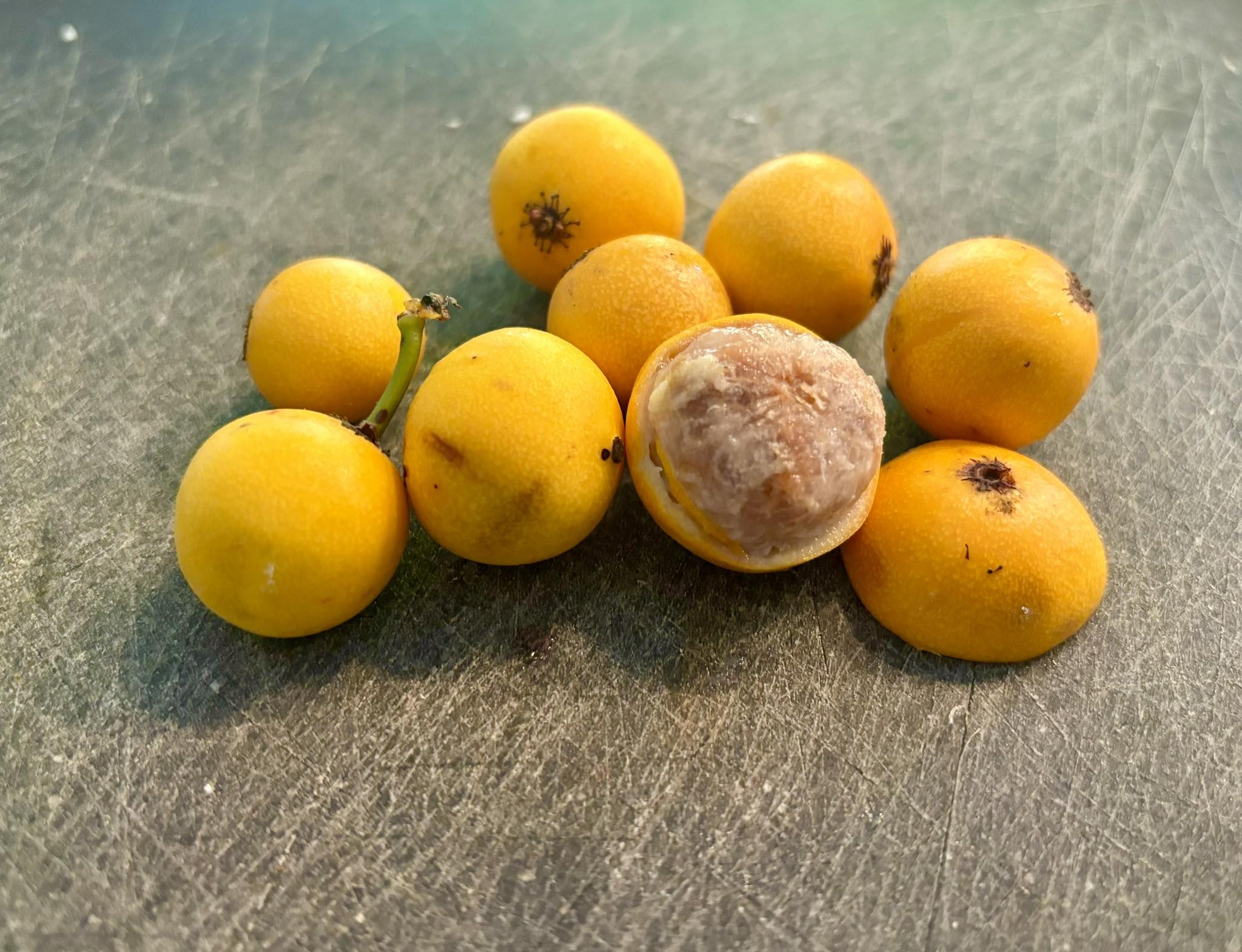 Lemon Drop Mangosteen (Garcinia intermedia) - 1 germinated seed / 1 gekeimter Samen
