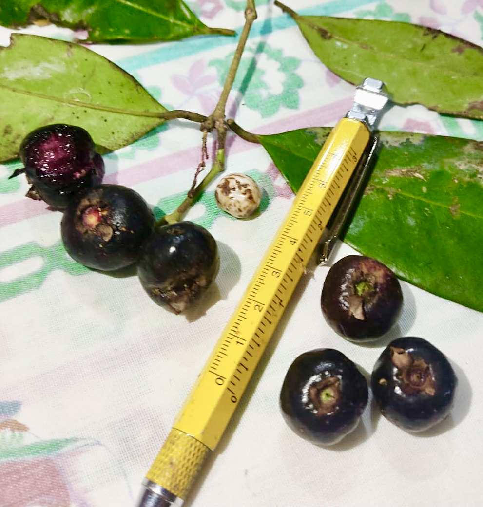 Eugenia sp Ametista - 1 fresh seed / 1 frischer Samen