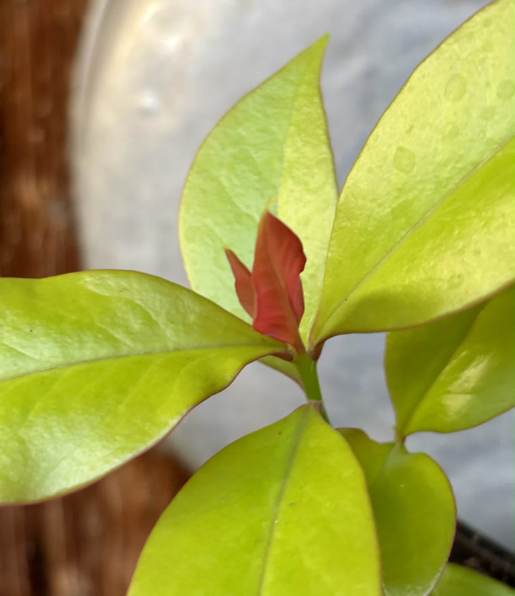 Pereskia aculeata var. godseffiana (Barbados Gooseberry) - 1 potted plant / 1 getopfte Pflanze