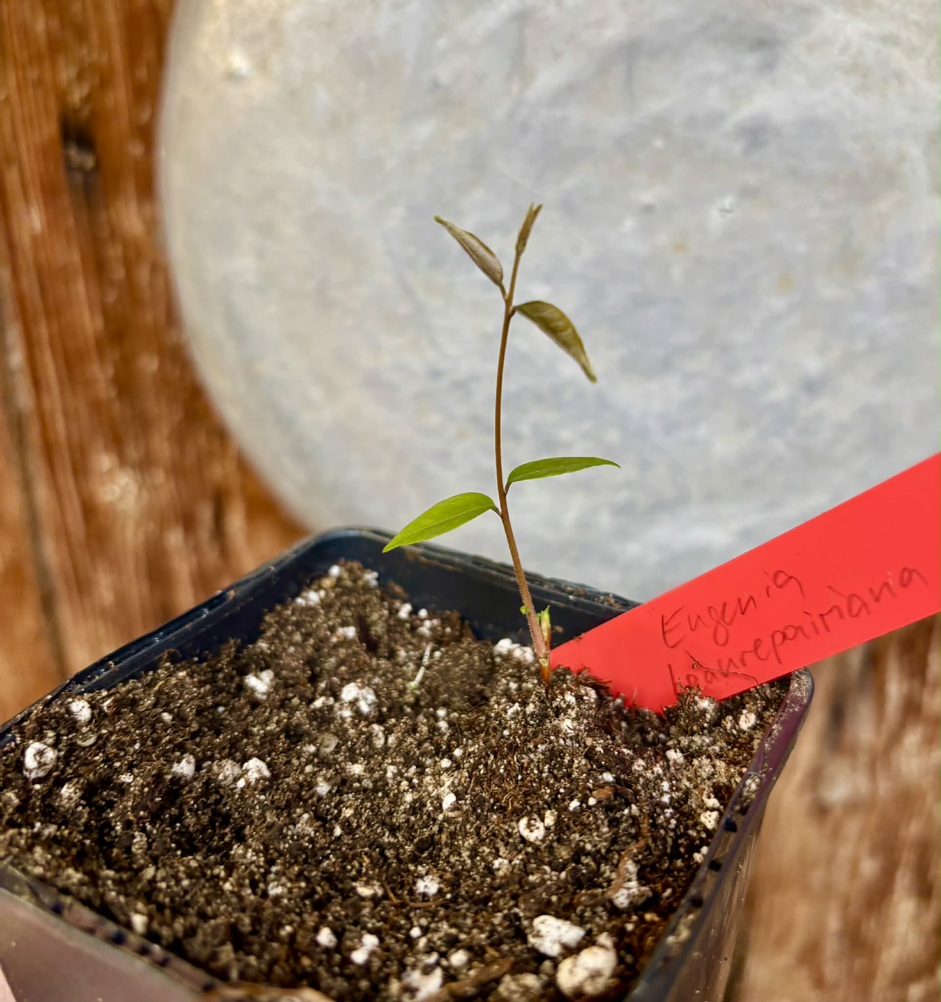 Uvaia do Visconde (Eugenia beaurepairiana) - potted seedling / 1 getopfter Sämling