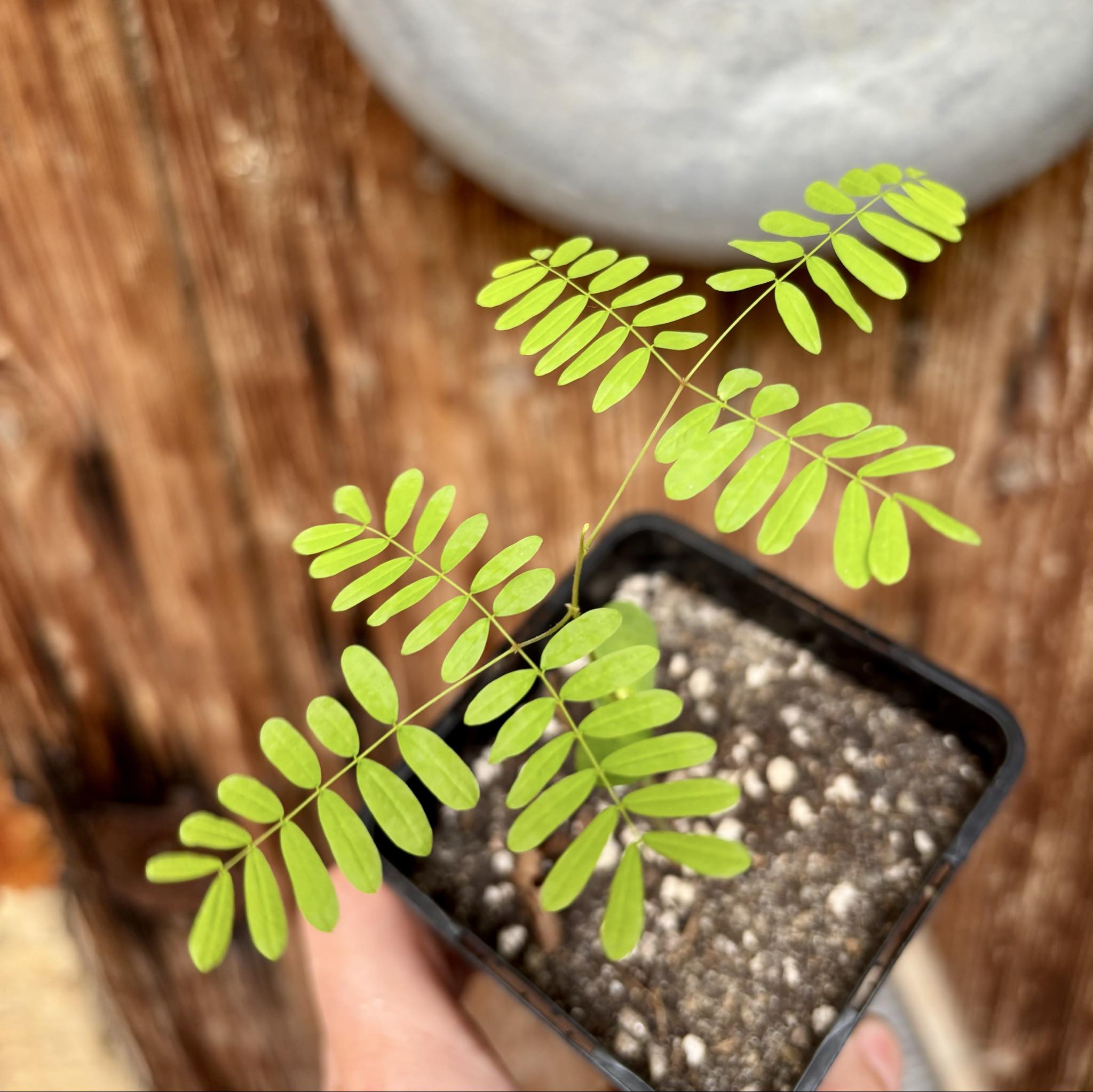 Pau ferro - Rosewood - Machaerium scleroxylon -  1 small potted seedling / 1 kleiner, getopfter Sämling